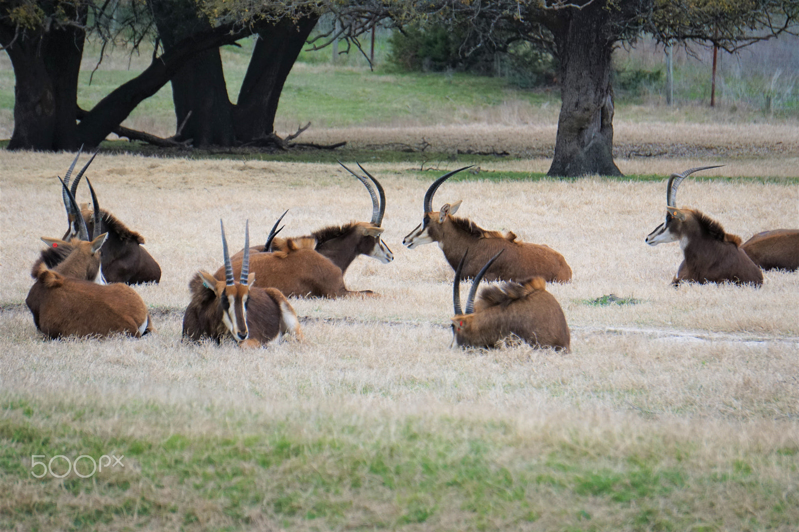 Sony a6300 + Sony E 55-210mm F4.5-6.3 OSS sample photo. The herd photography