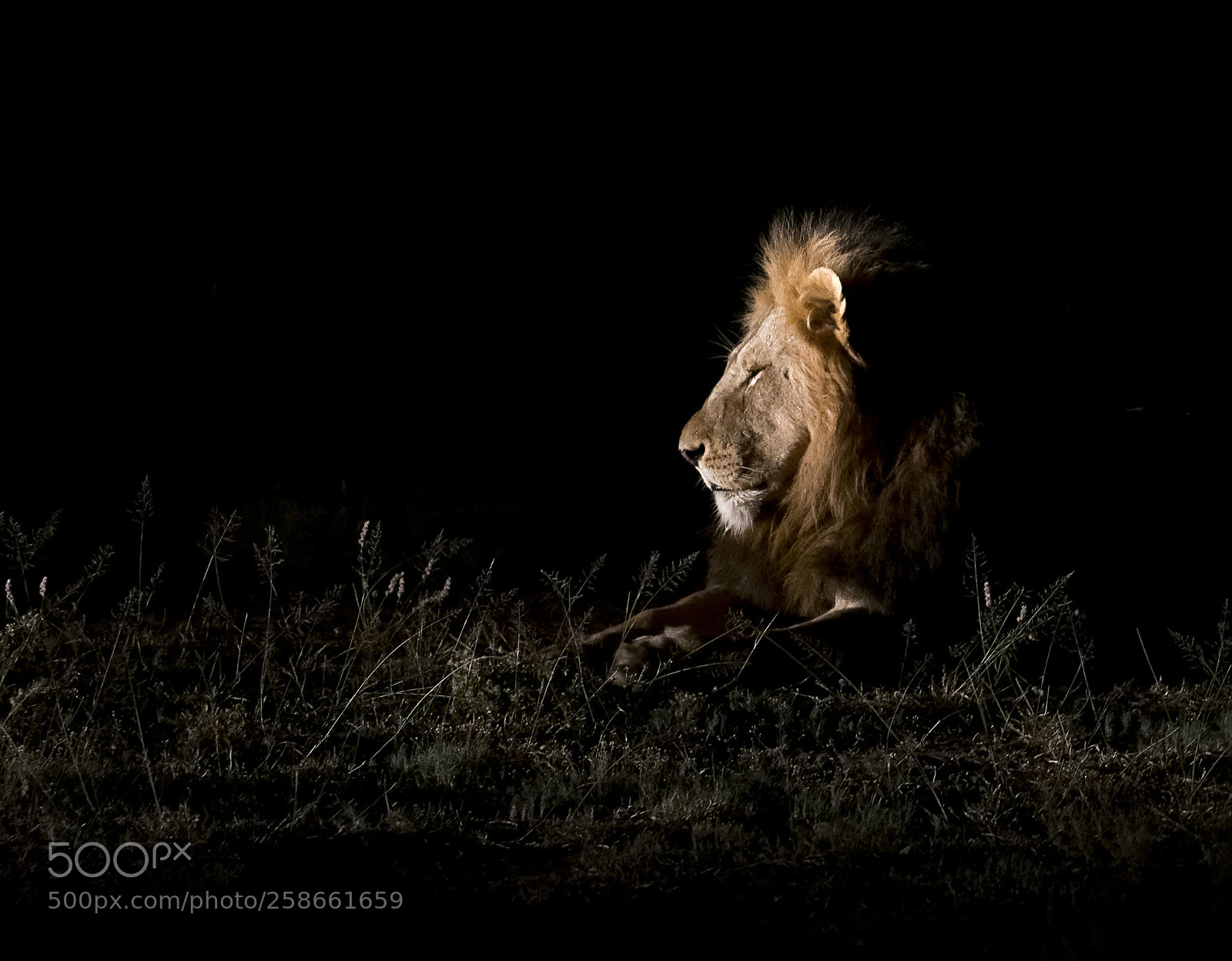 Nikon D500 sample photo. Lion king photography