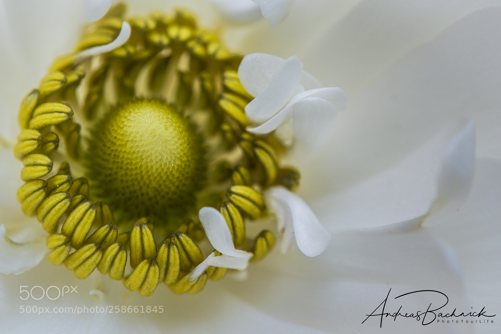 Nikon D5200 sample photo. Silky white photography