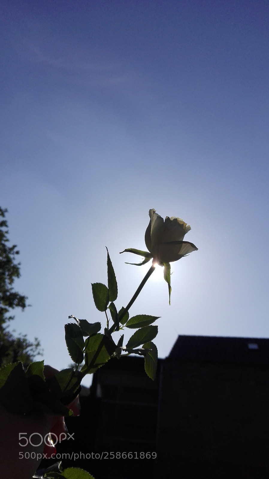 HUAWEI P8 Lite sample photo. Untitled photography