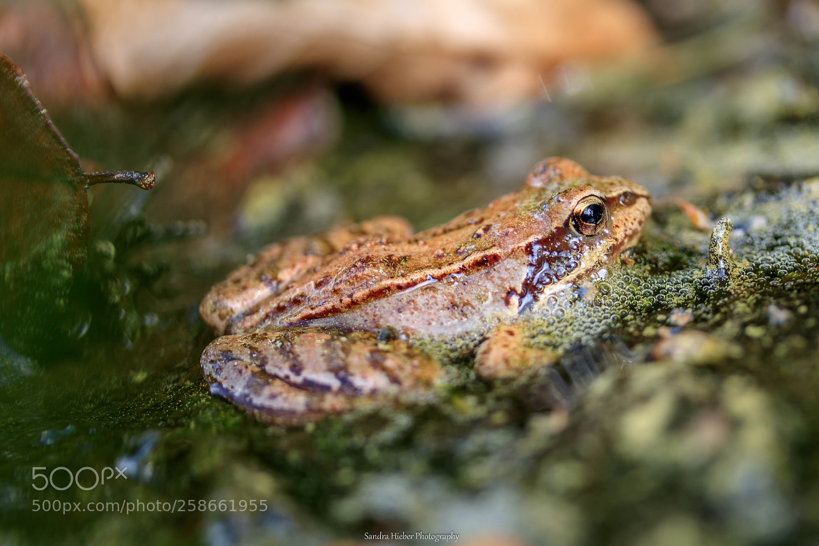 Canon EOS 80D sample photo. Brauner laubfrosch photography