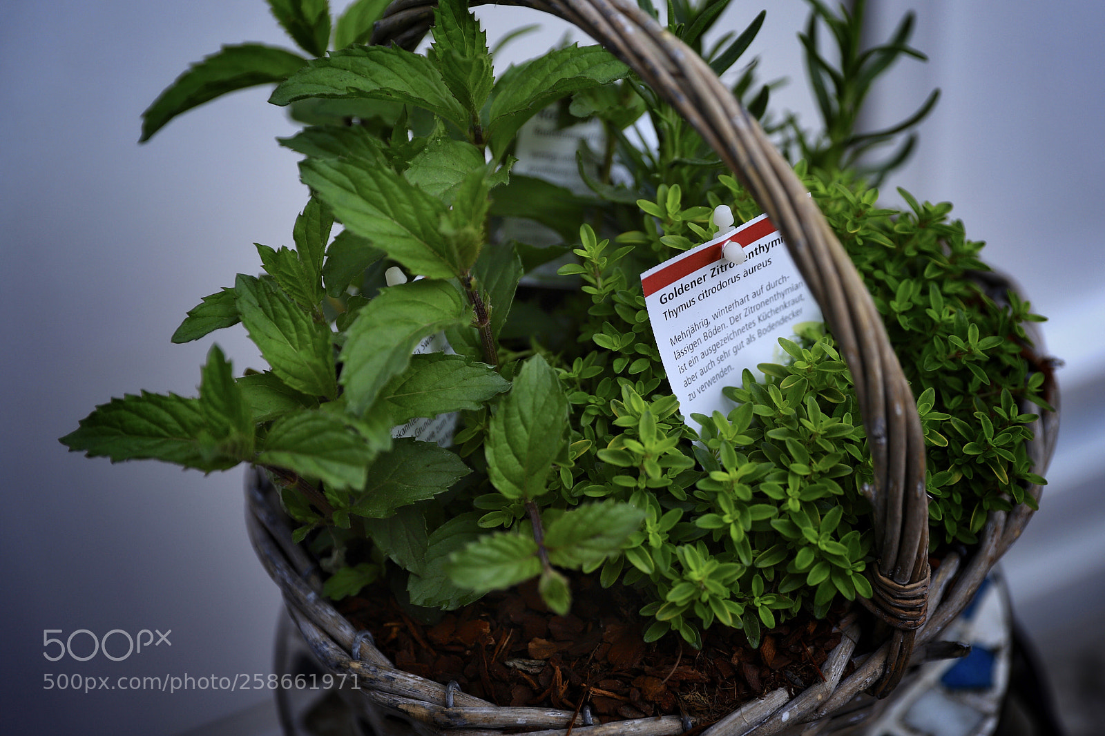 Canon EOS 6D Mark II sample photo. Herbs photography