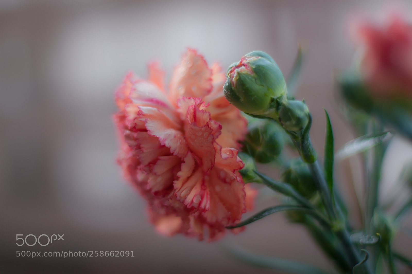 Canon EOS 30D sample photo. Bello clavel photography