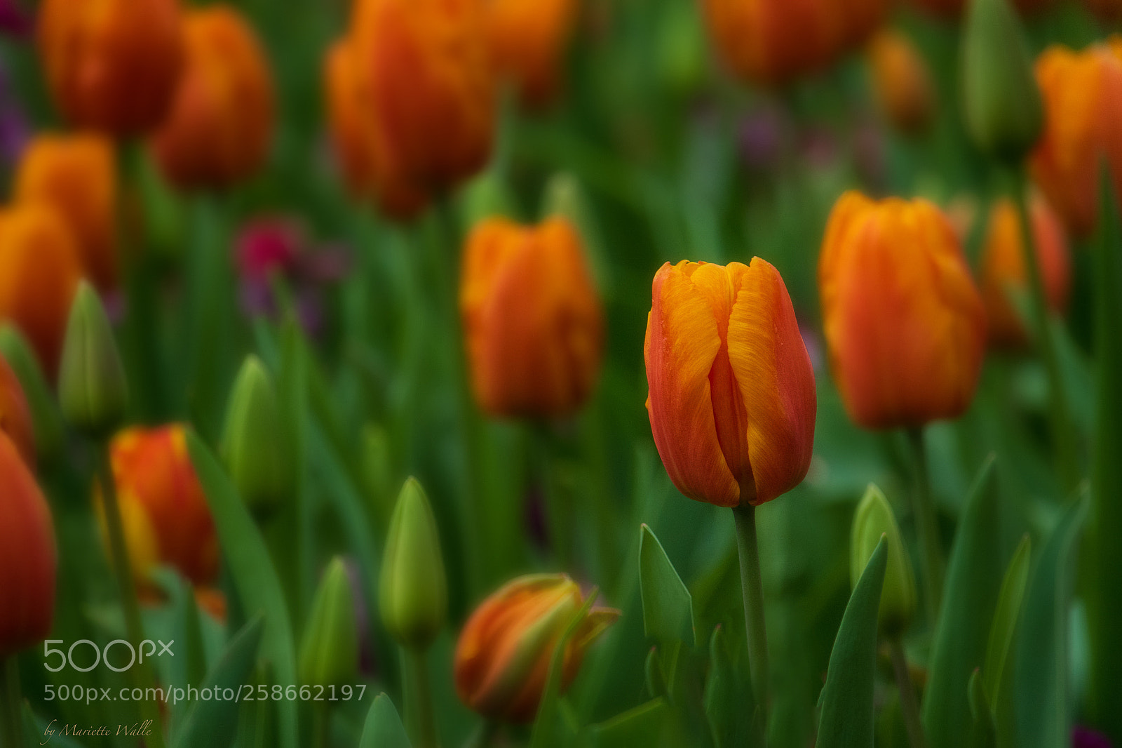 Canon EOS M5 sample photo. Tulips from london photography