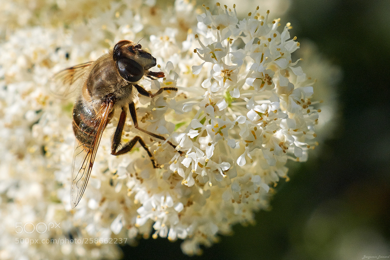 Fujifilm X-T20 sample photo. Pretending i'm a bee photography