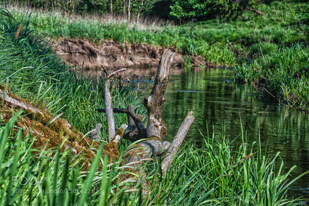 Nikon D750 sample photo. Kolding Å photography