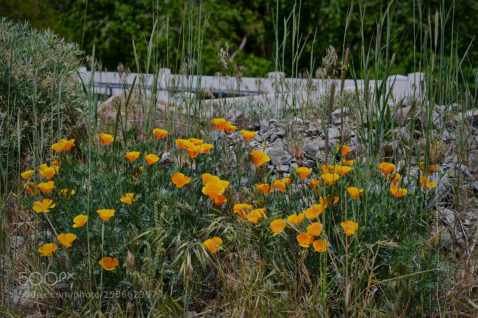 Sony a7R II sample photo. Orange poppies copy photography