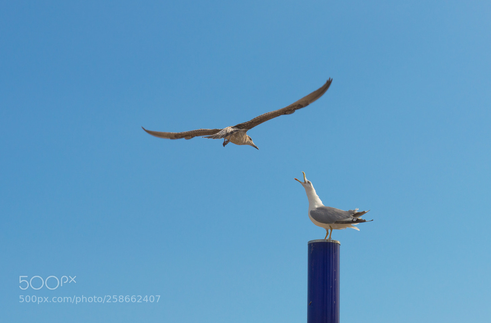 Nikon D3200 sample photo. Barcelona beach seagulls photography