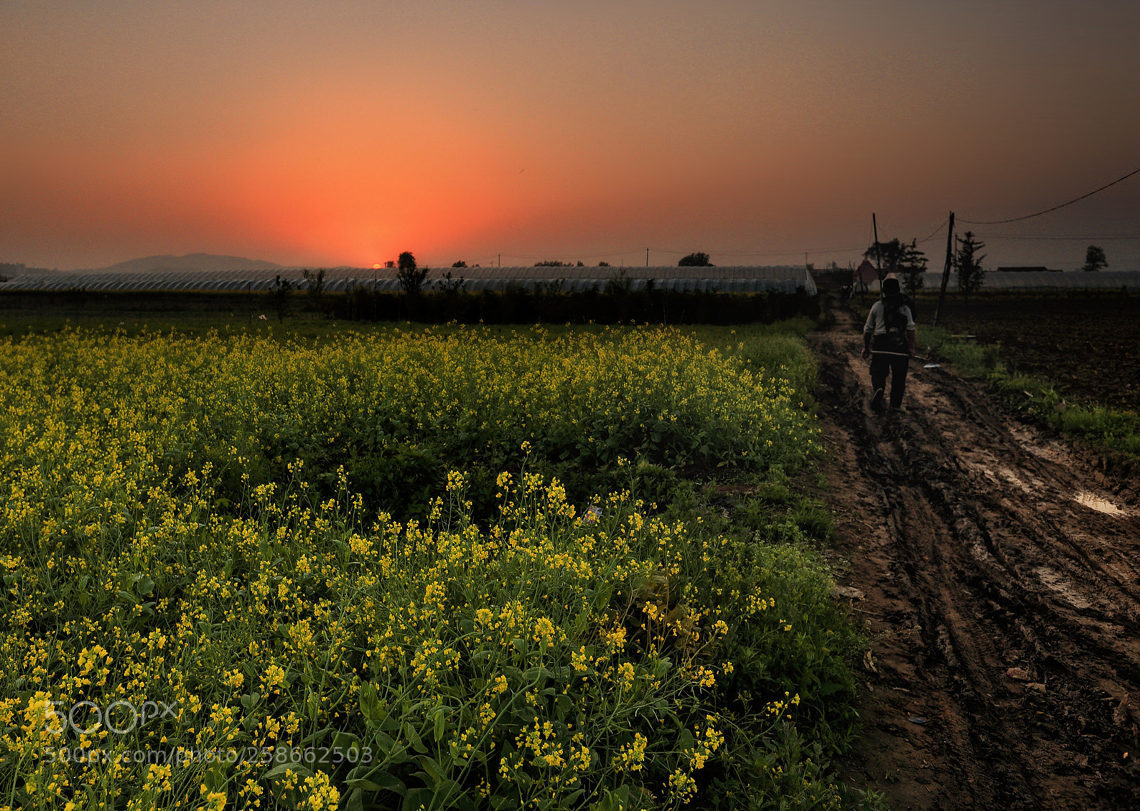 Canon EOS 5D Mark II sample photo. Rapeseed flowers in the photography