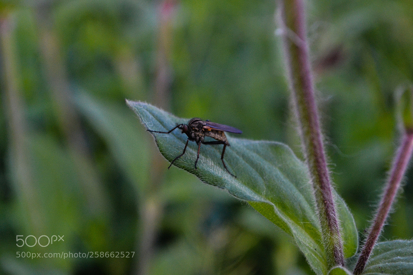 Nikon D3100 sample photo. Insect on the leave photography