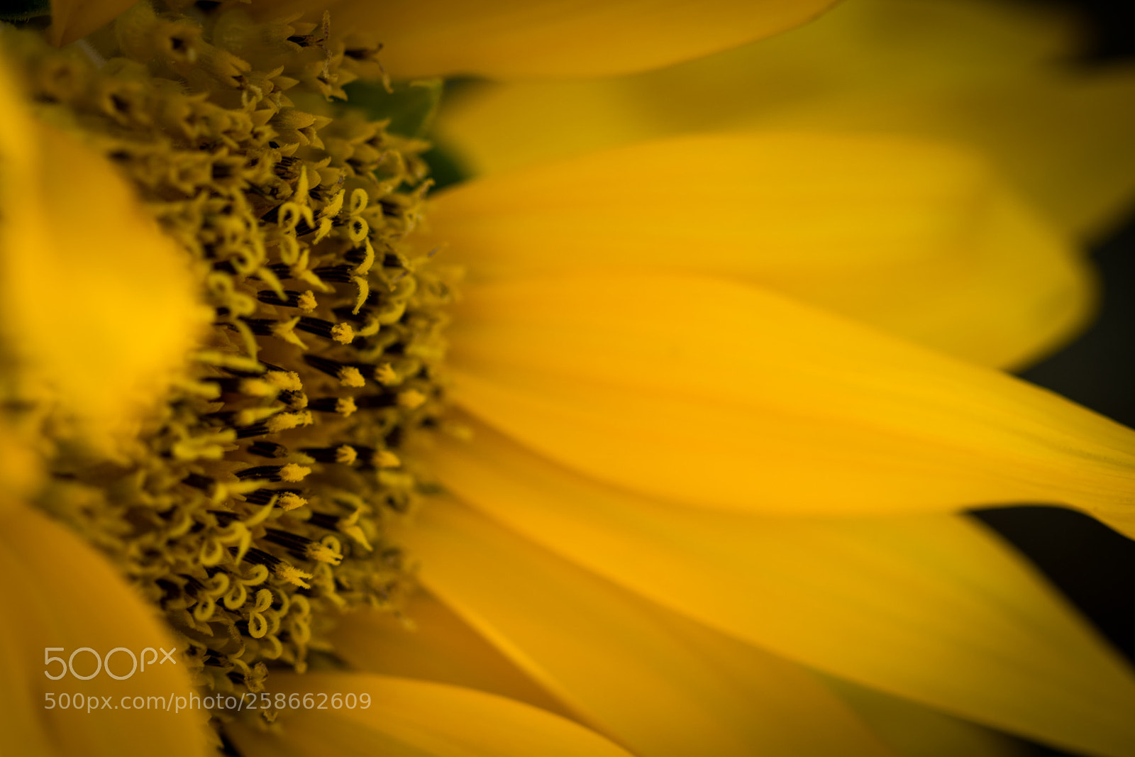 Canon EOS 750D (EOS Rebel T6i / EOS Kiss X8i) sample photo. Sunflowers photography