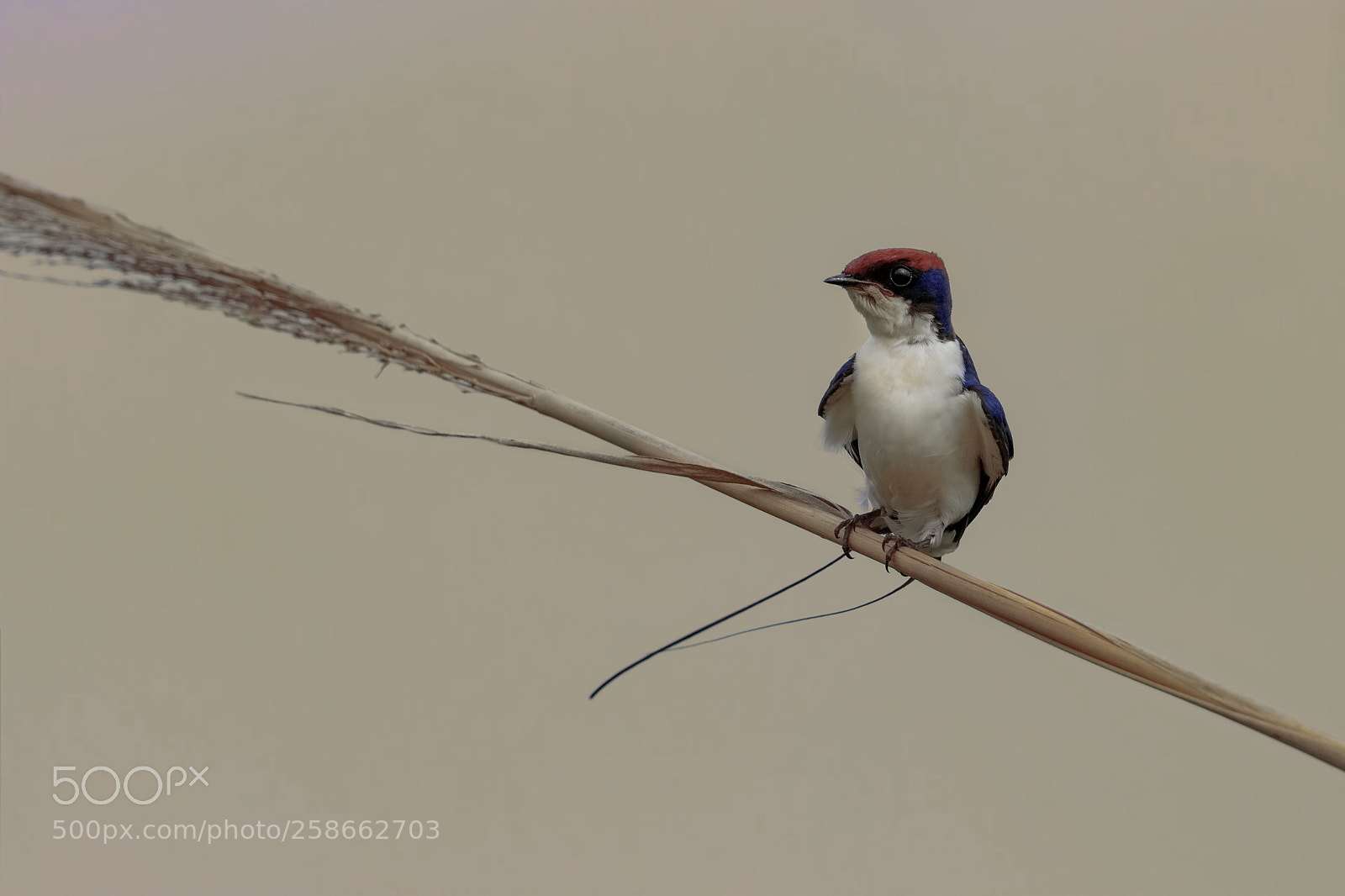 Canon EOS 7D Mark II sample photo. Wire-tailed swallow photography