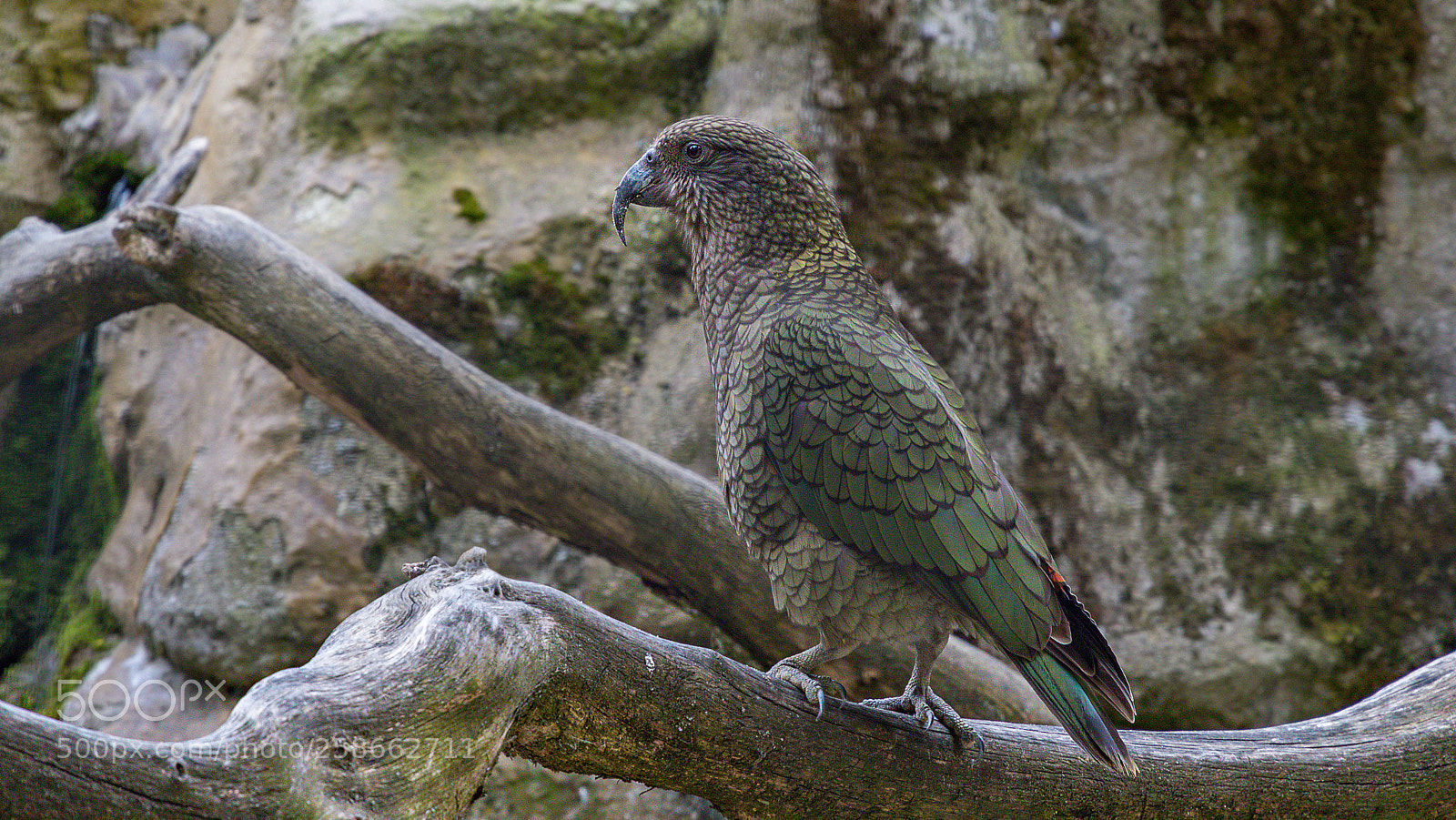 Canon EOS 80D sample photo. Zoo schmiding photography