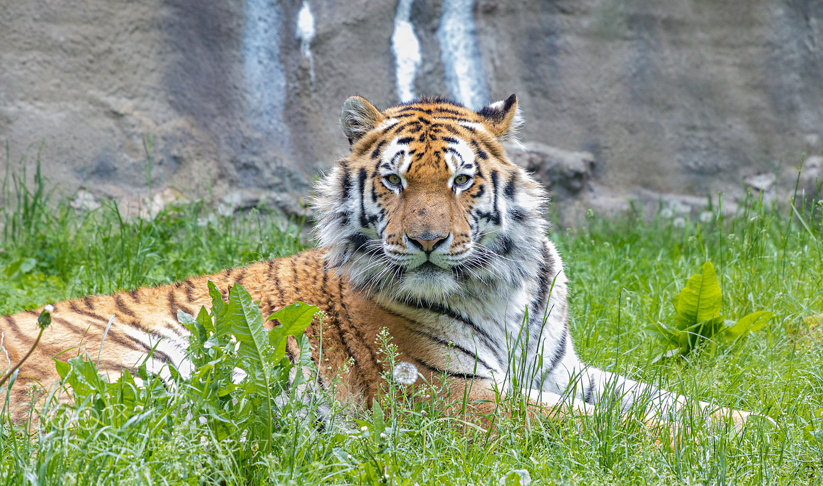 Canon EOS 80D sample photo. Zoo schmiding photography