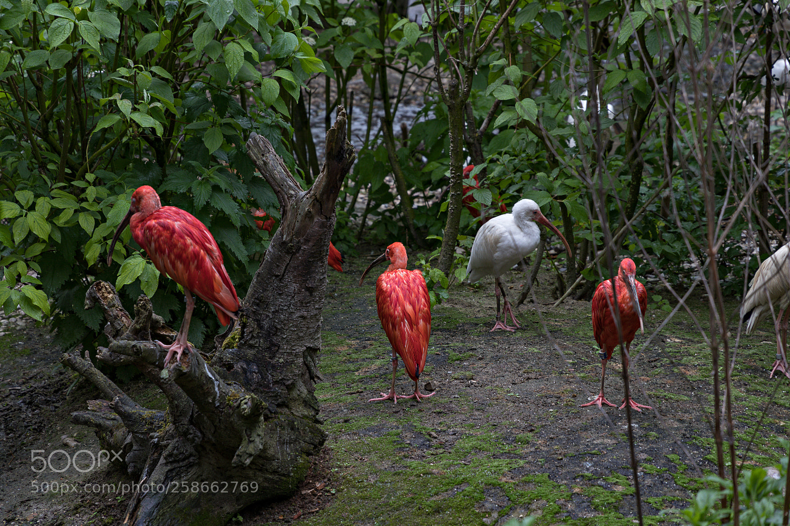Canon EOS 80D sample photo. Zoo schmiding photography