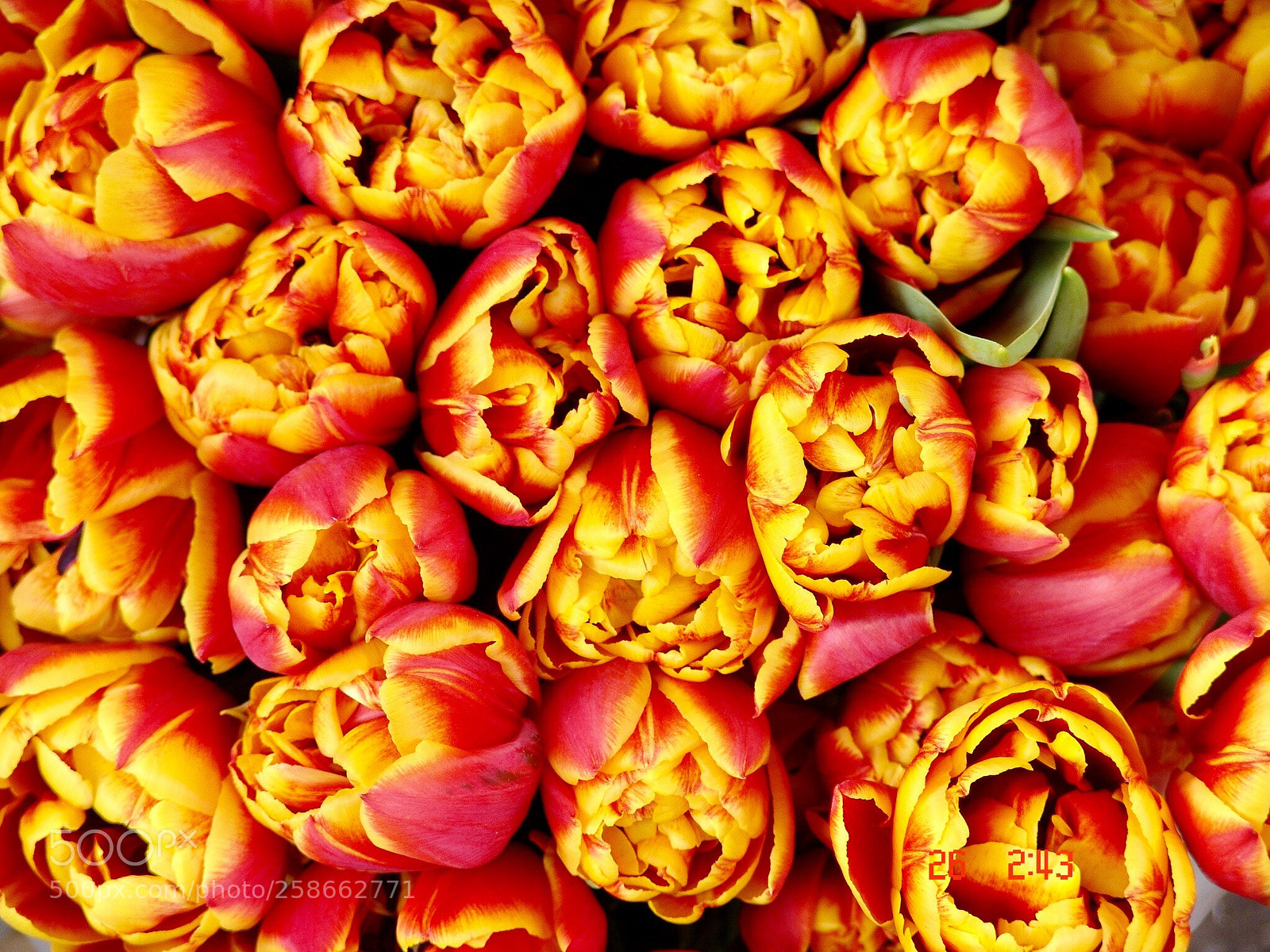 Sony DSC-F828 sample photo. Tulips  photography