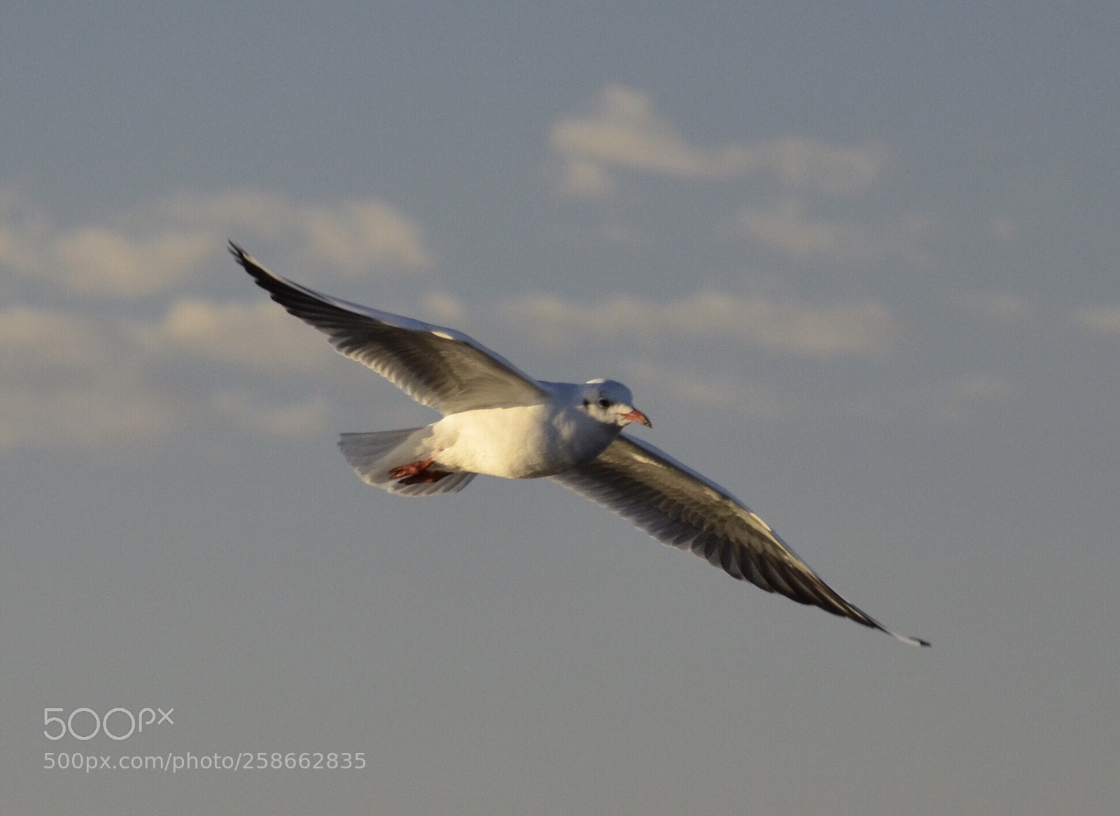 Nikon D7000 sample photo. Bird photography