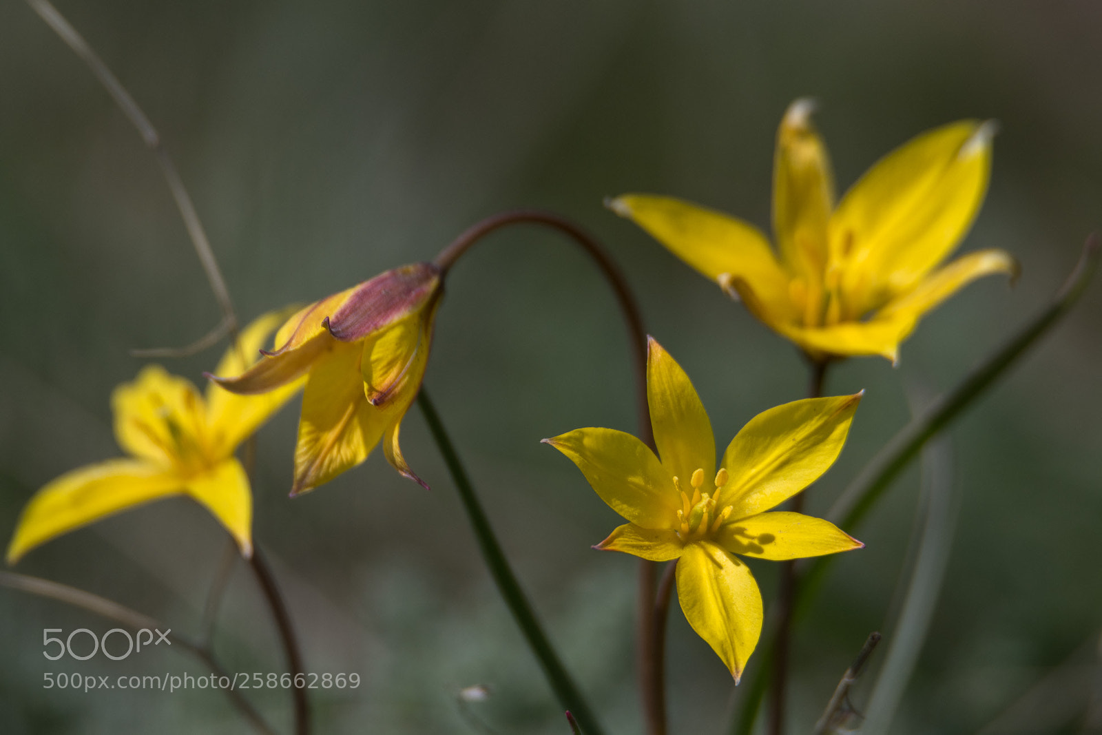 Nikon D500 sample photo. Time of yellow spring photography