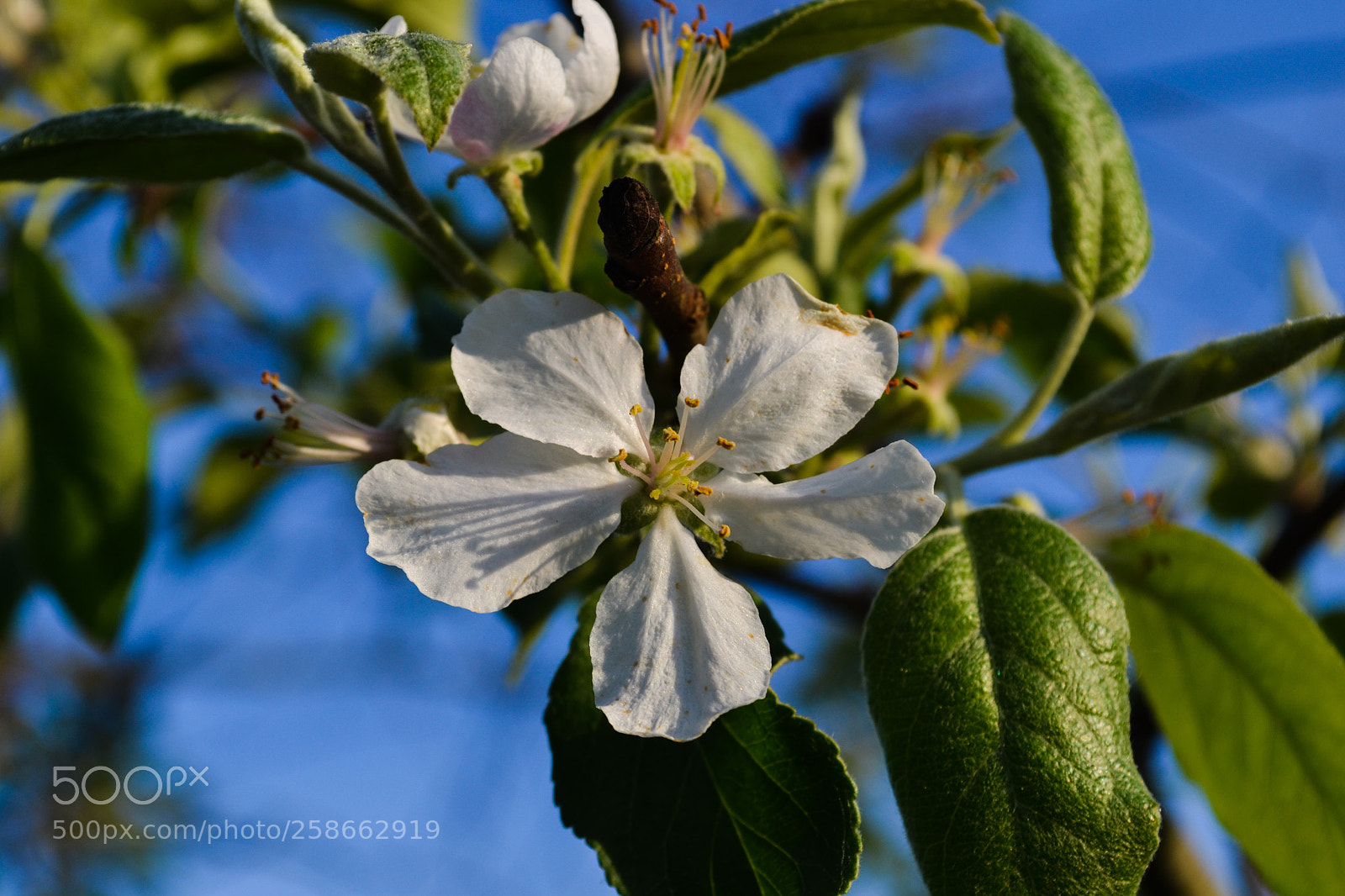 Nikon D3100 sample photo. Apple tree flowers photography