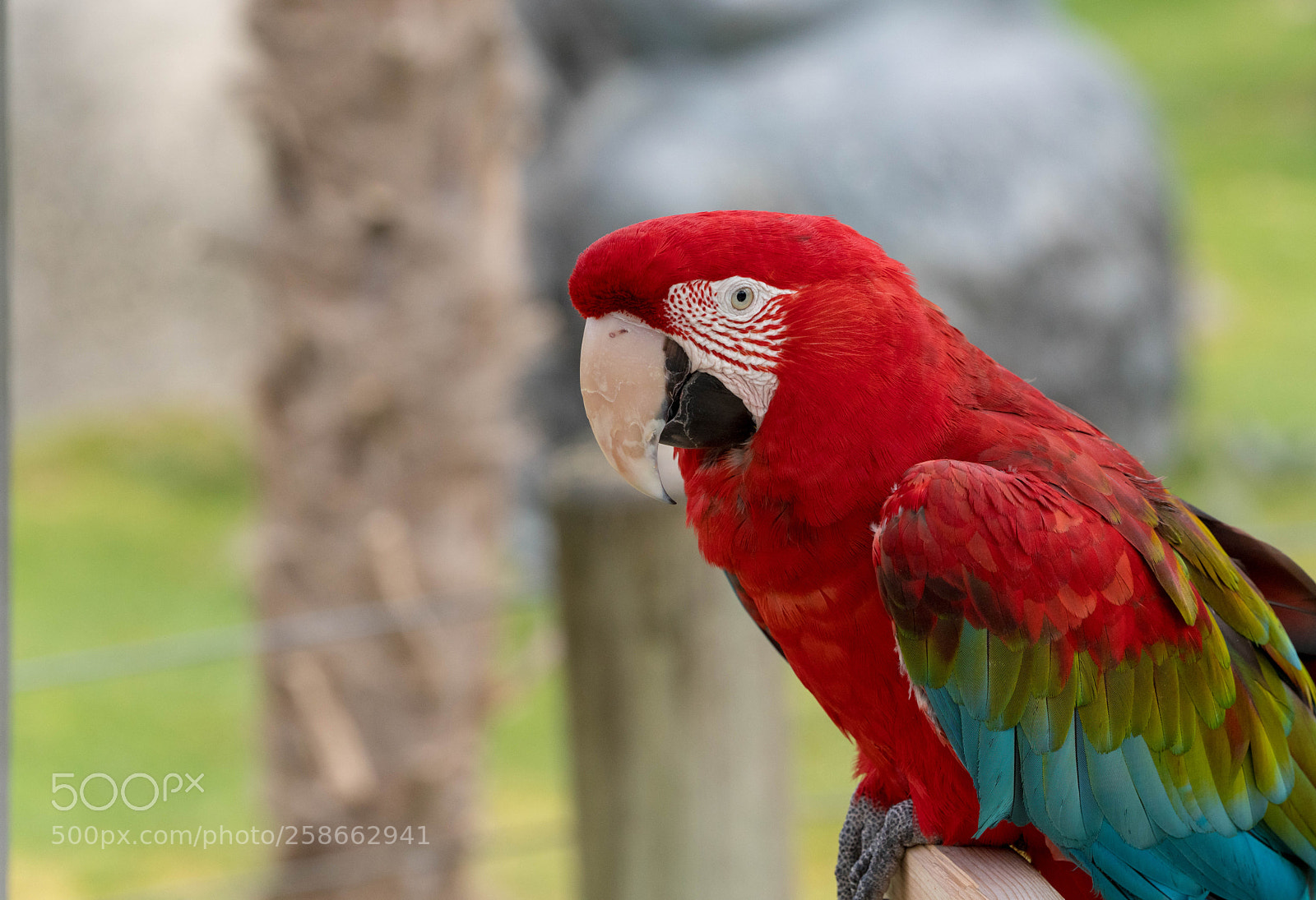 Sony a7R III sample photo. Classic parrot photography