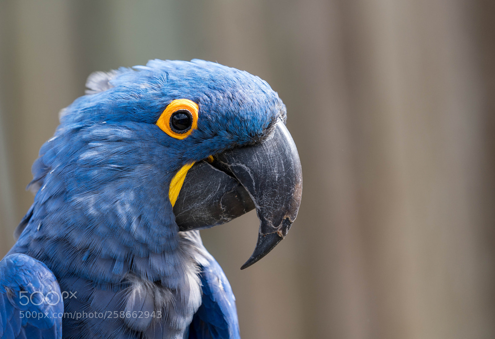 Sony a7R III sample photo. Blue parrot photography