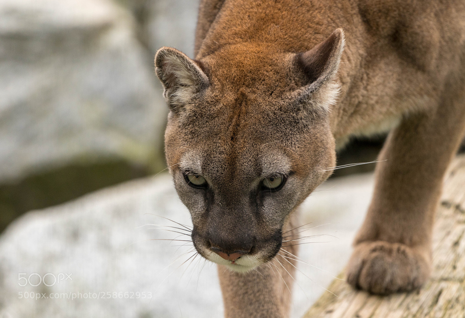 Sony a7R III sample photo. Cougar on the hunt photography