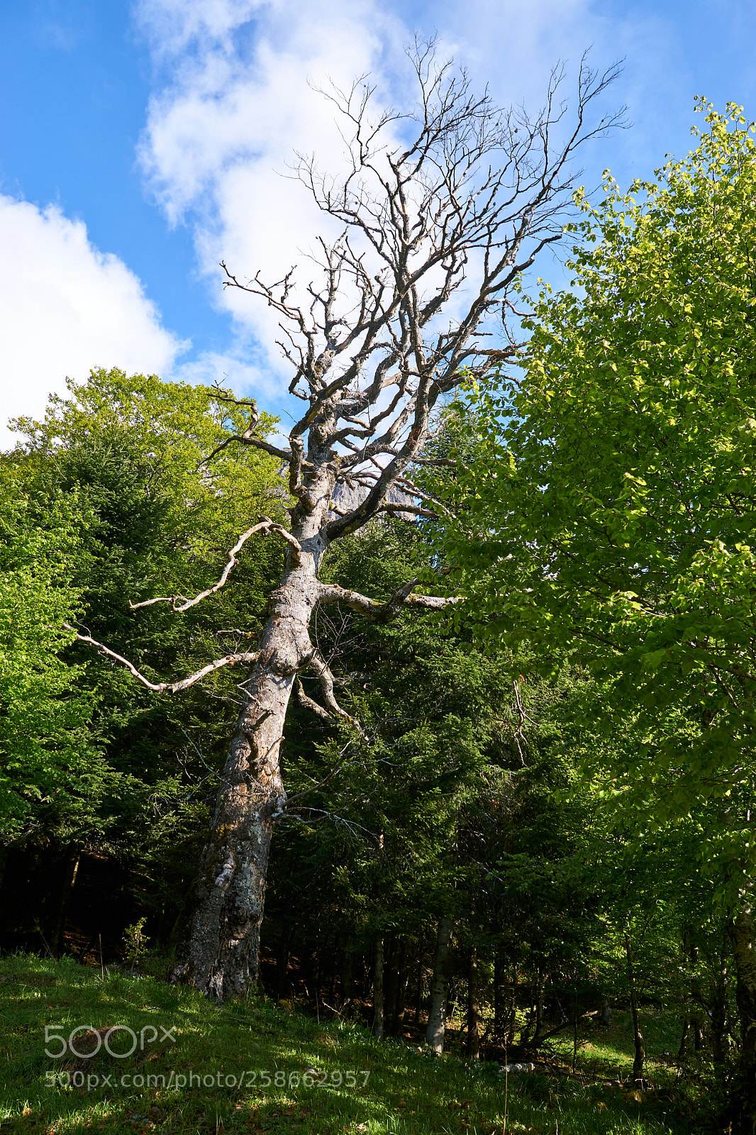 Sony a6000 sample photo. Spirit of the forest photography
