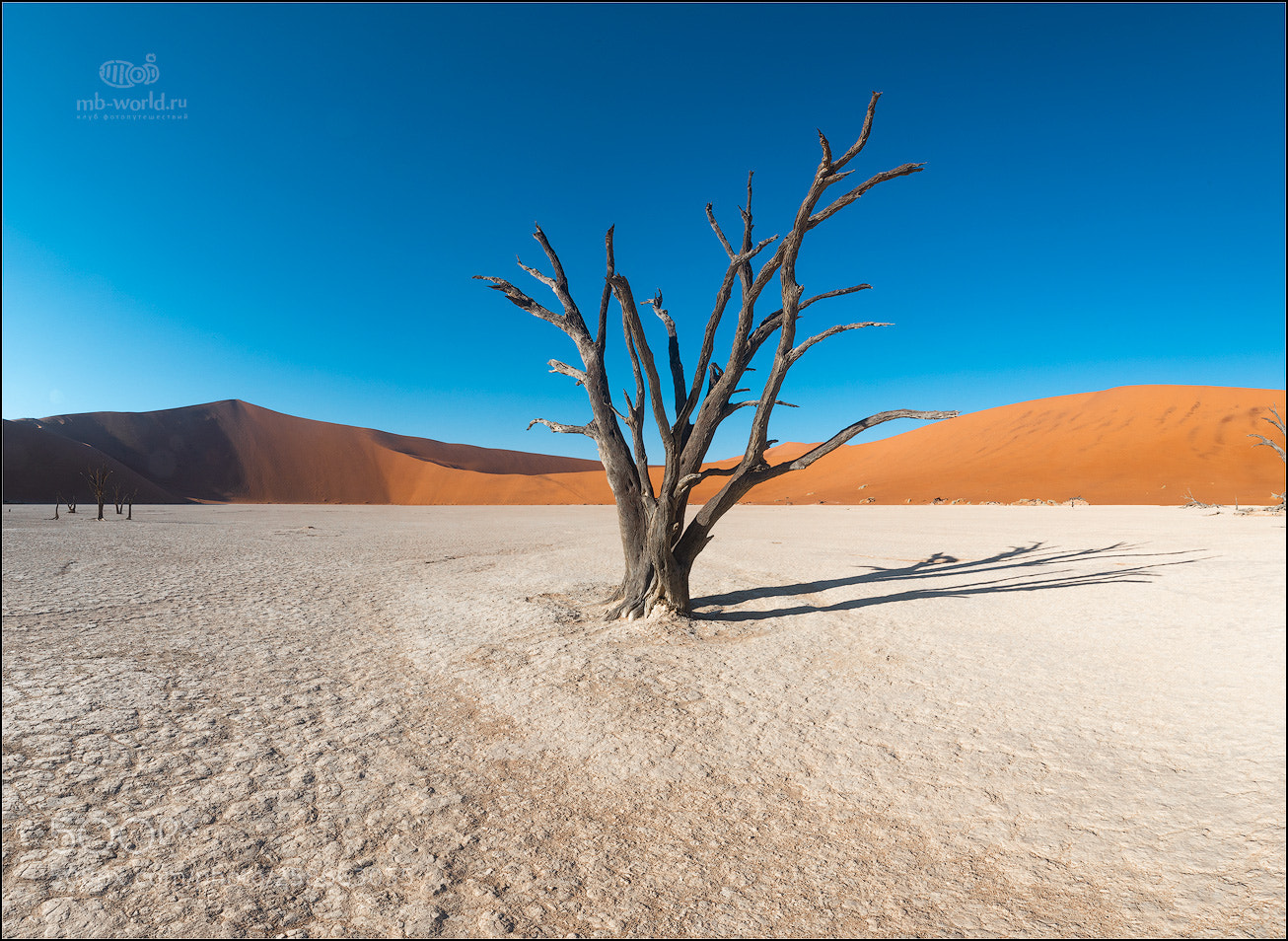Canon EOS 5D Mark IV sample photo. Dead trees in sossusvlei photography