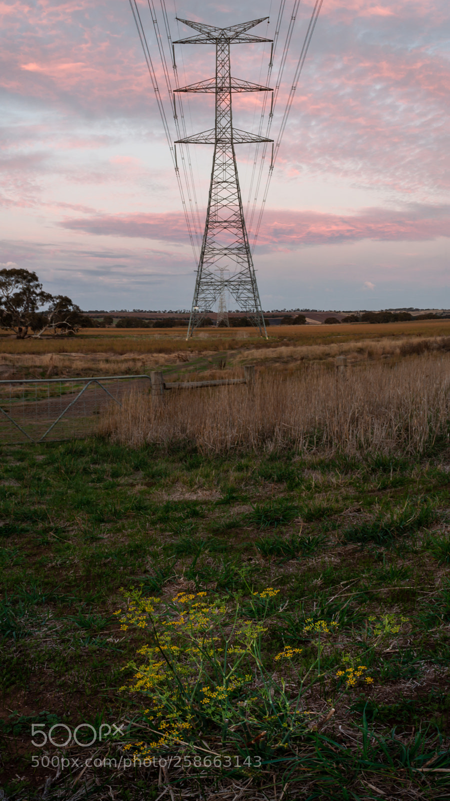 Nikon D5000 sample photo. Power line sunset photography