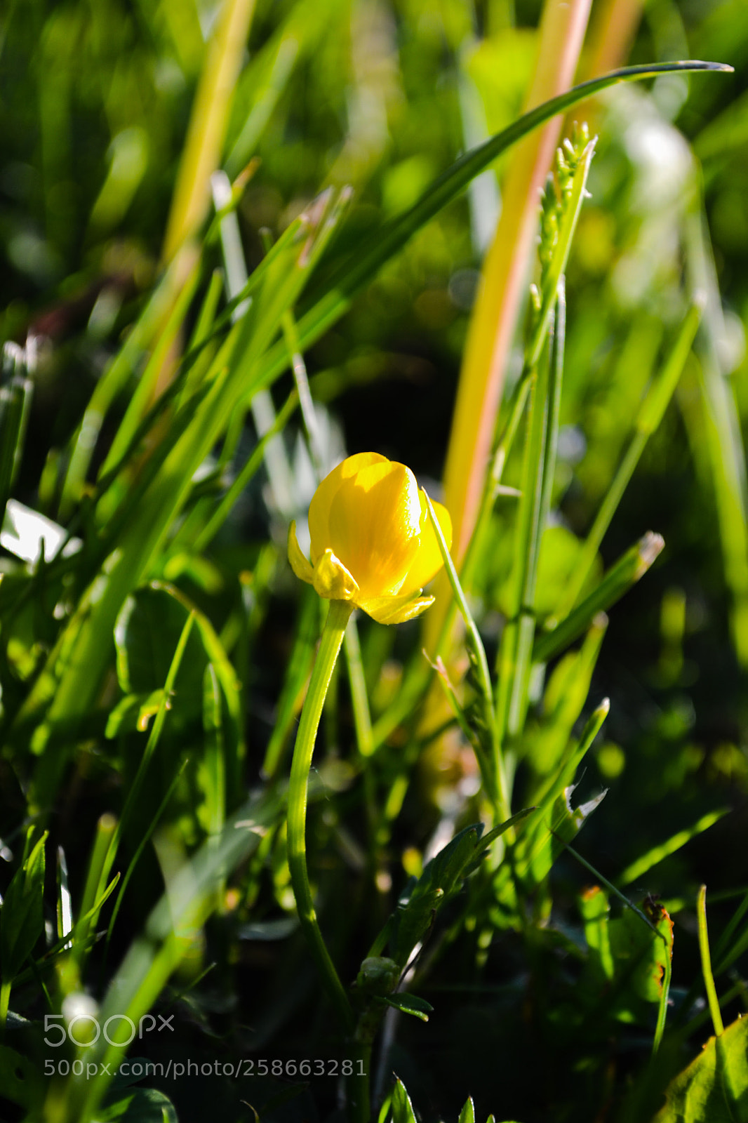 Nikon D3100 sample photo. Yellow flower portret photography