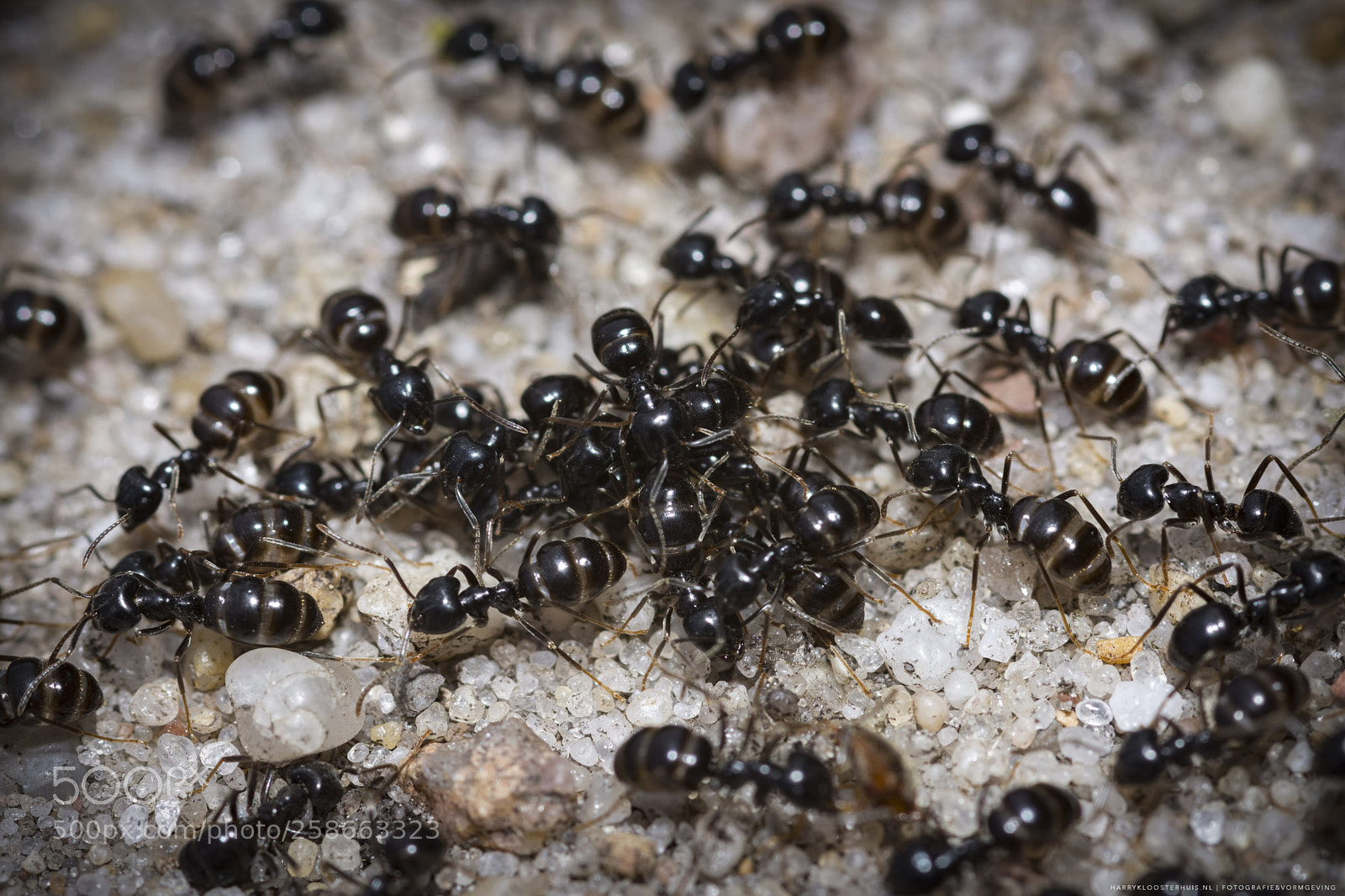 Nikon D7200 sample photo. Crawling over one and photography