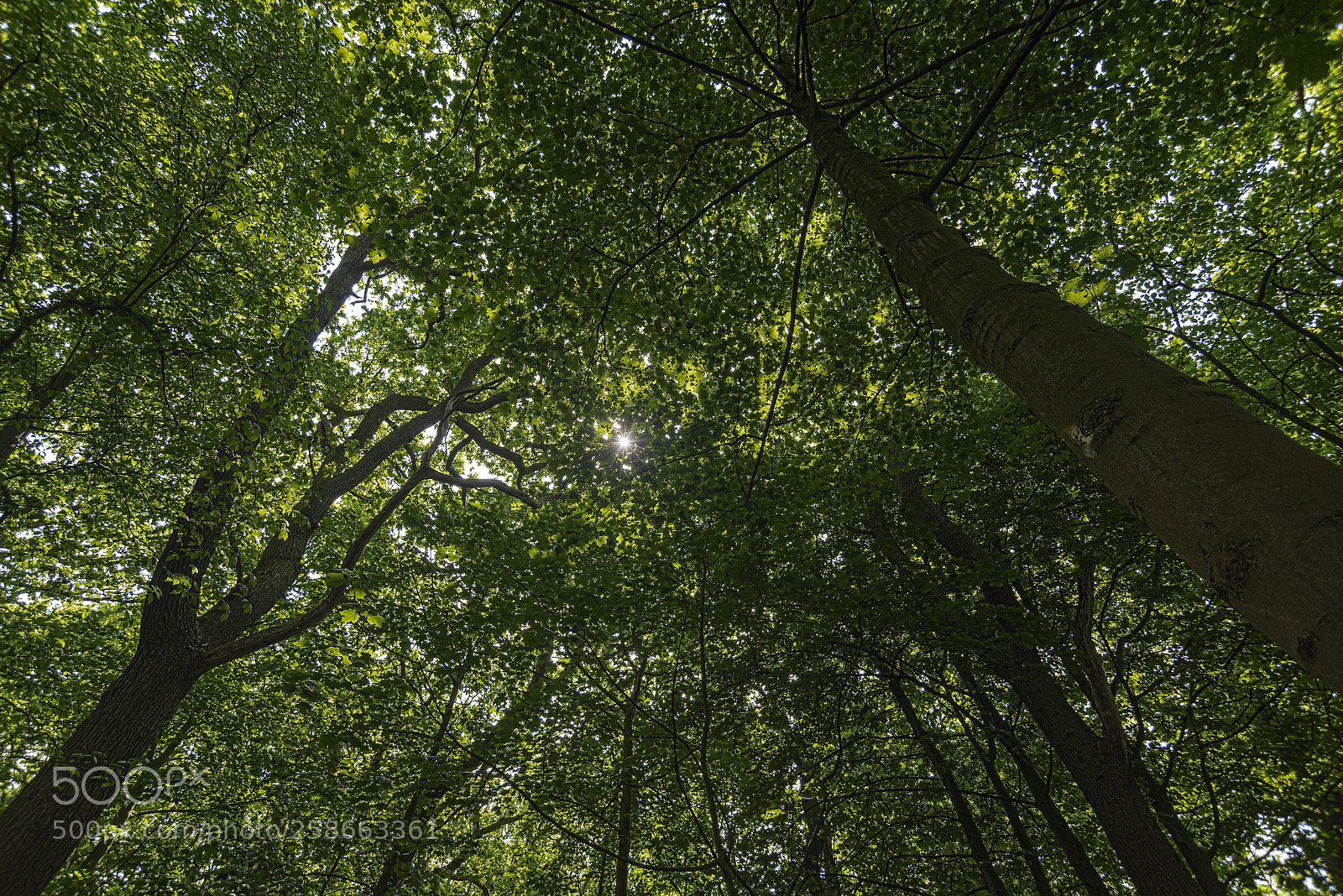 Nikon D750 sample photo. Nature's canopy photography