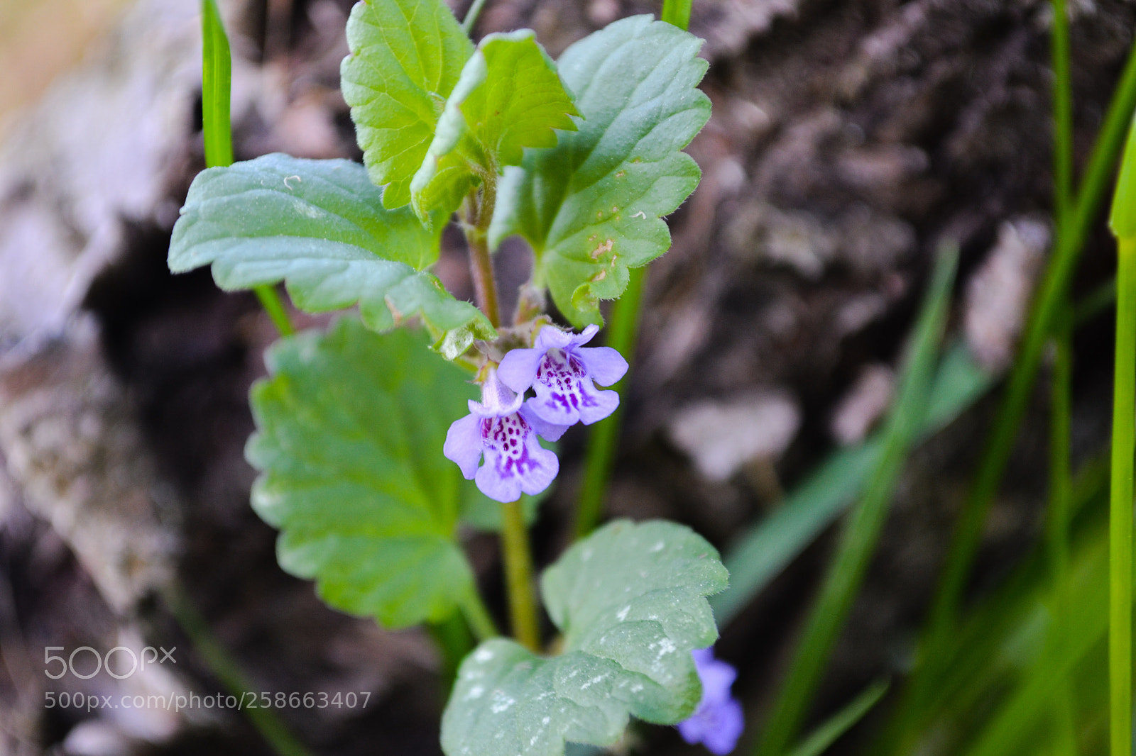 Nikon D3100 sample photo. Purple flowers photography