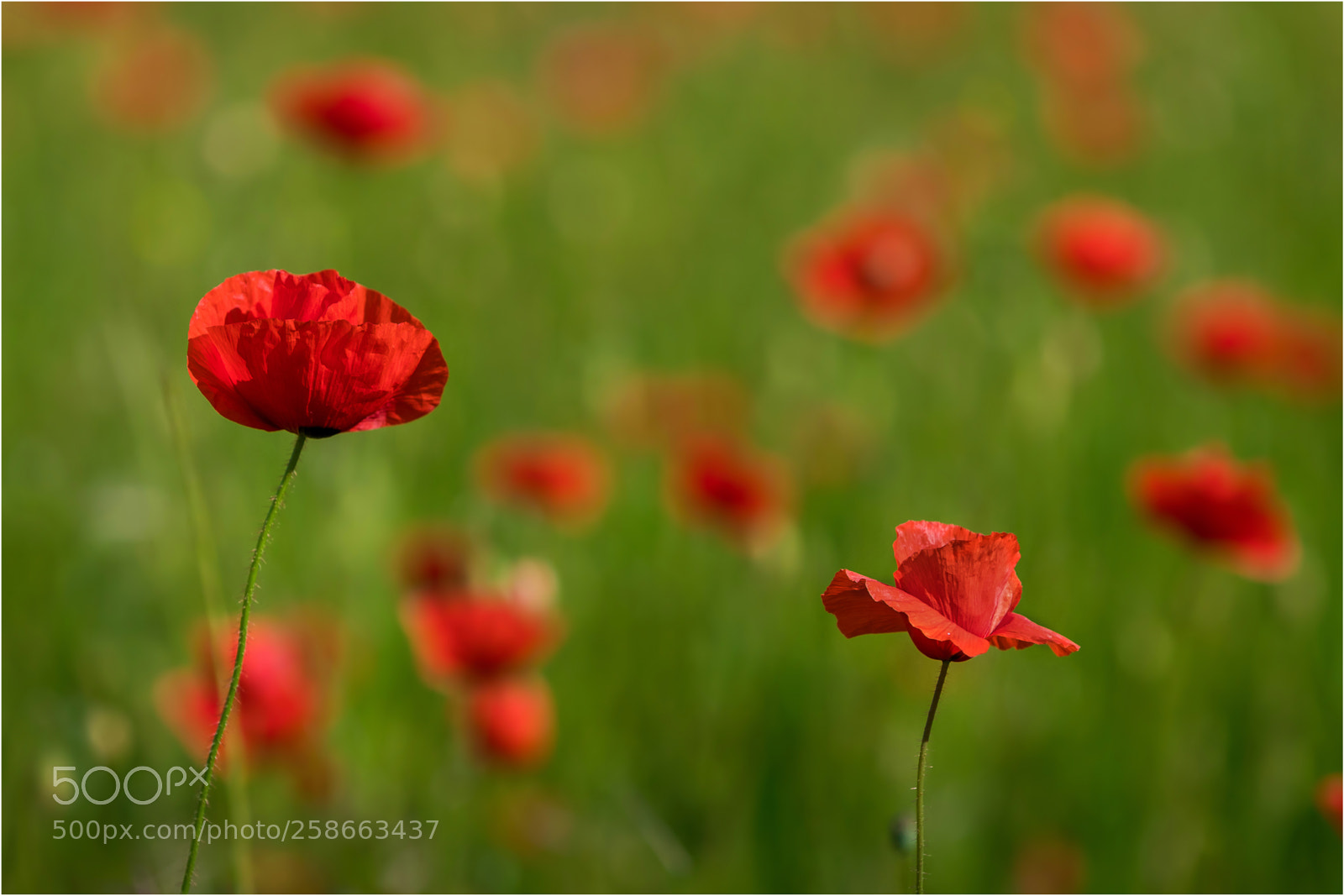 Canon EOS 5D Mark IV sample photo. Poppy photography