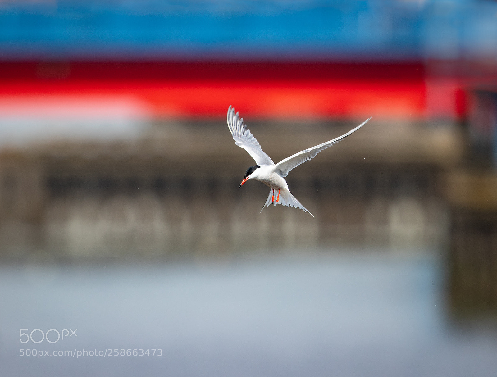 Canon EOS-1D X Mark II sample photo. Tern at preston docks photography