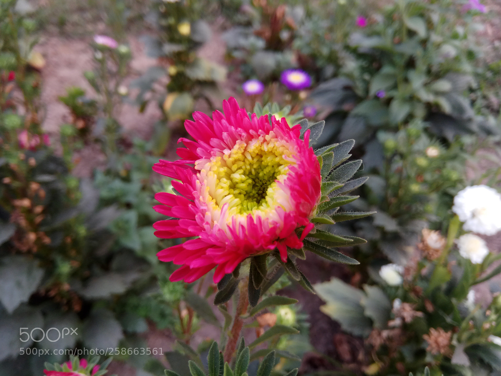 Xiaomi Redmi Note 4 sample photo. Flower picture photography