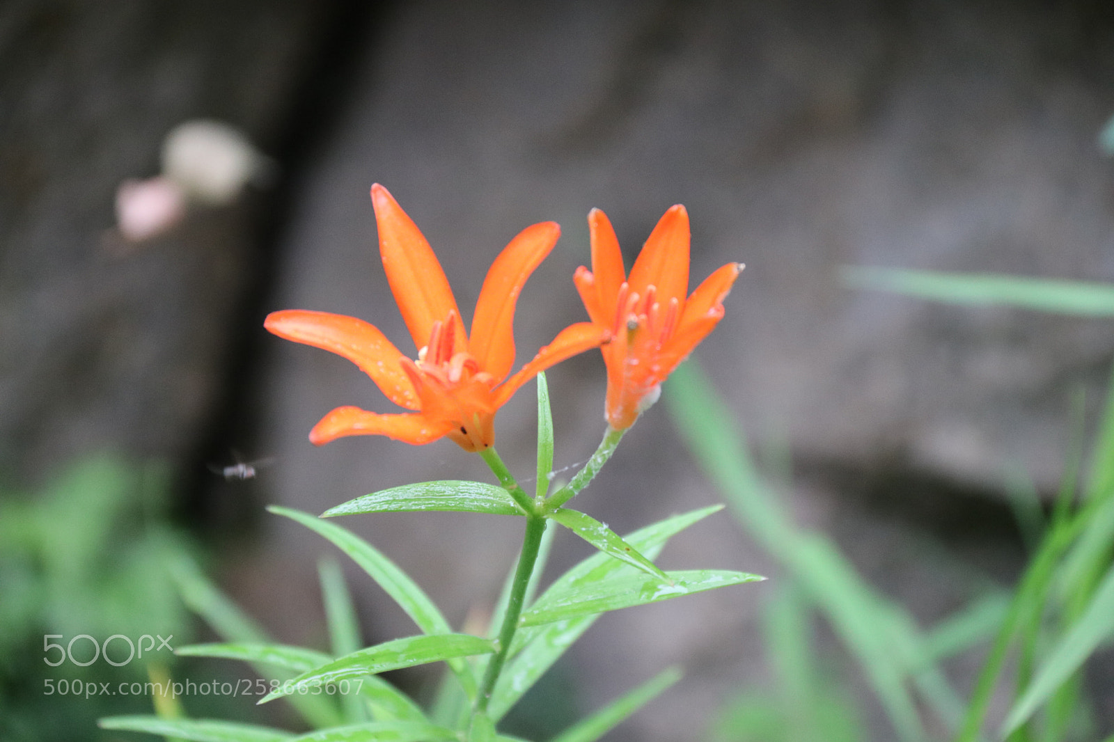 Canon EOS 80D sample photo. Untitled photography