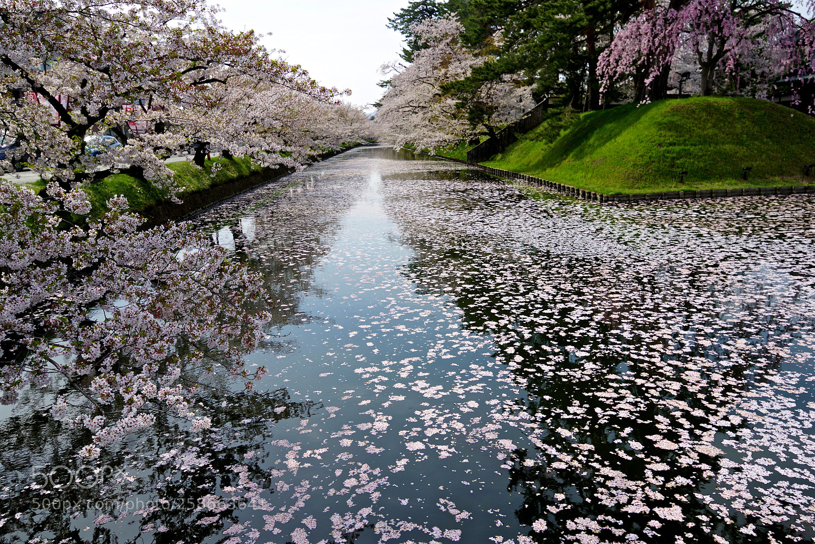 Pentax K-1 sample photo. Floral raft photography