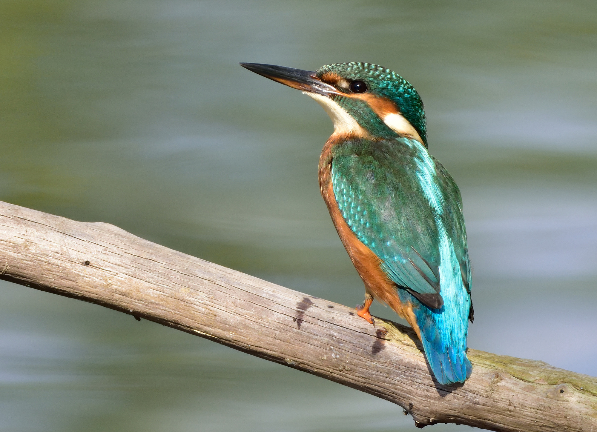 Sigma 150-600mm F5-6.3 DG OS HSM | S sample photo. Ndx photography