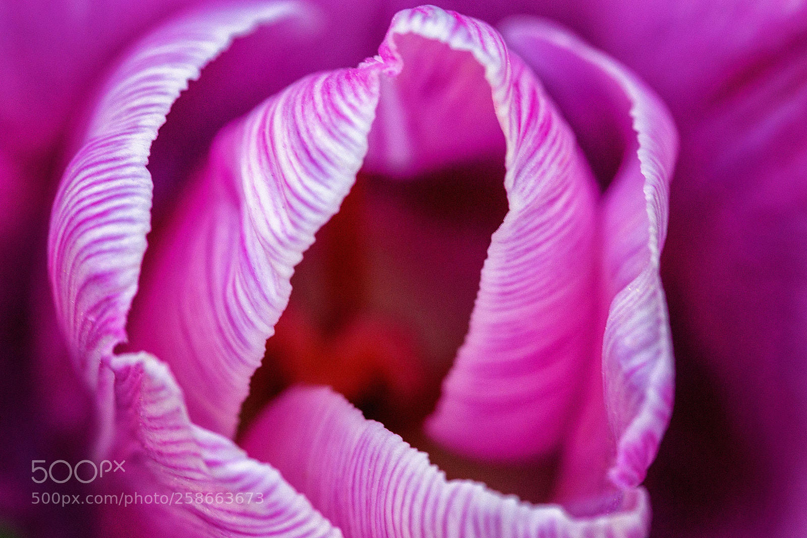 Canon EOS 6D sample photo. Pink tulip photography