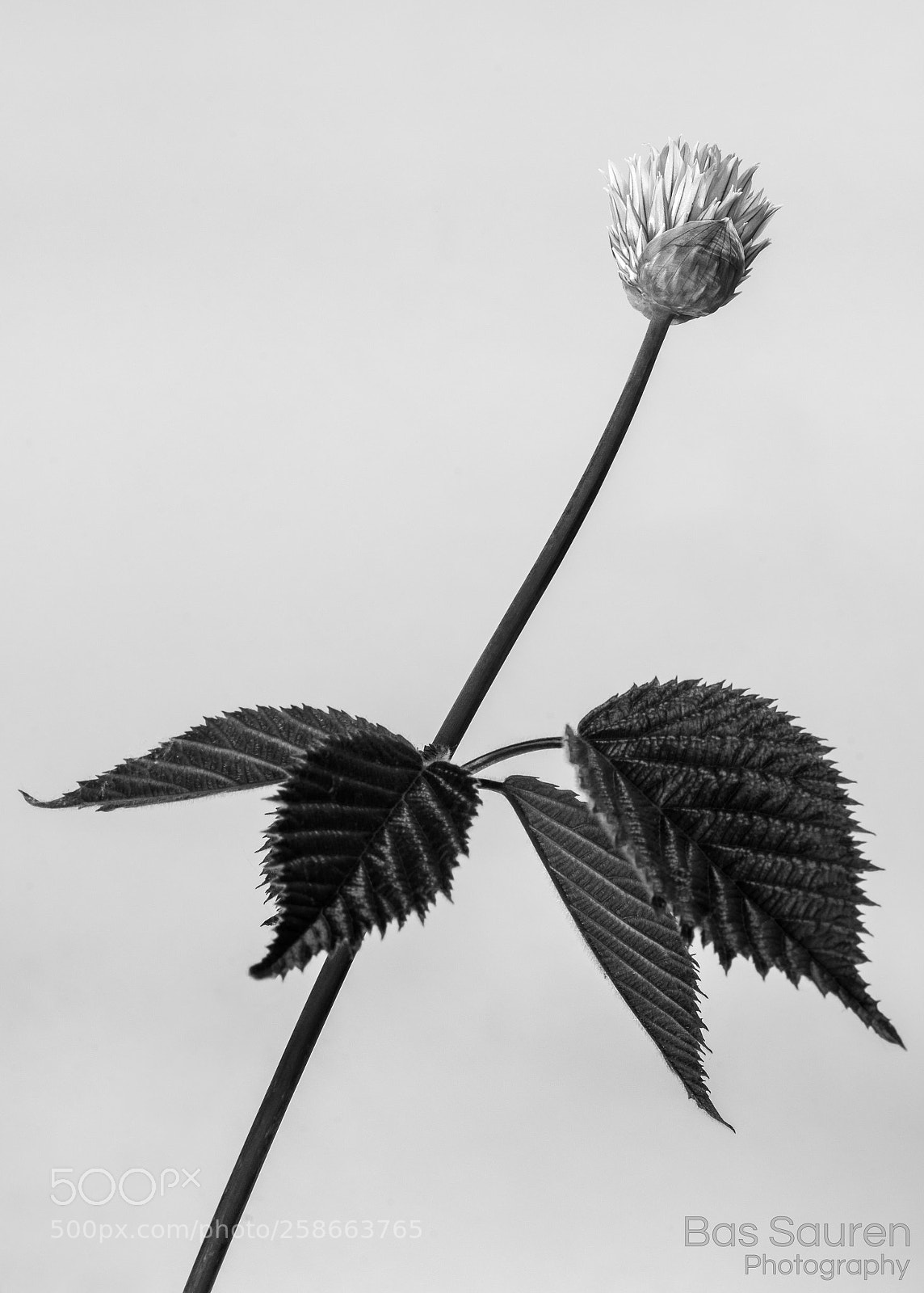 Nikon D7200 sample photo. Flowers (b&w) photography