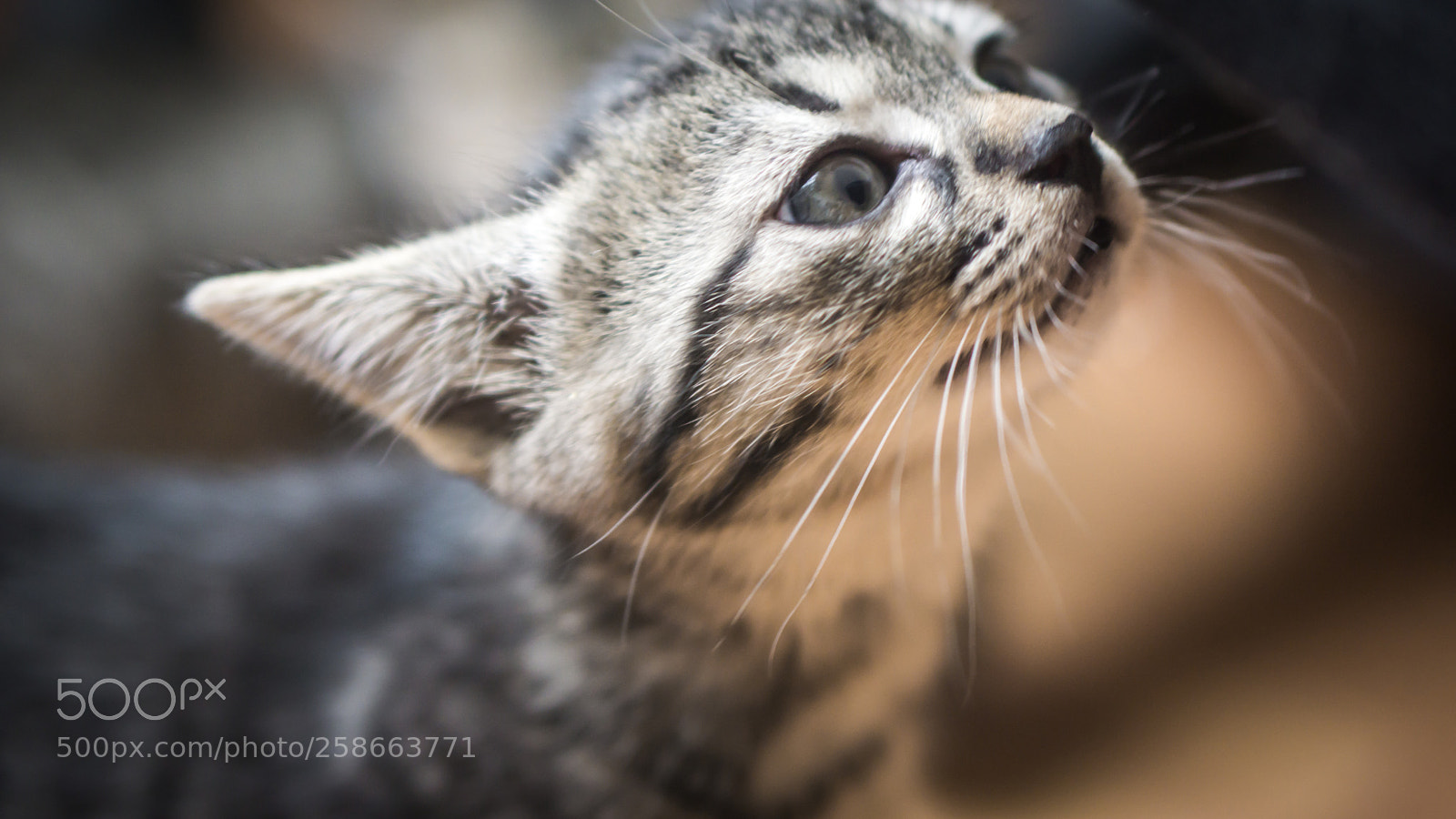 Sony a6000 sample photo. Illa #1 photography