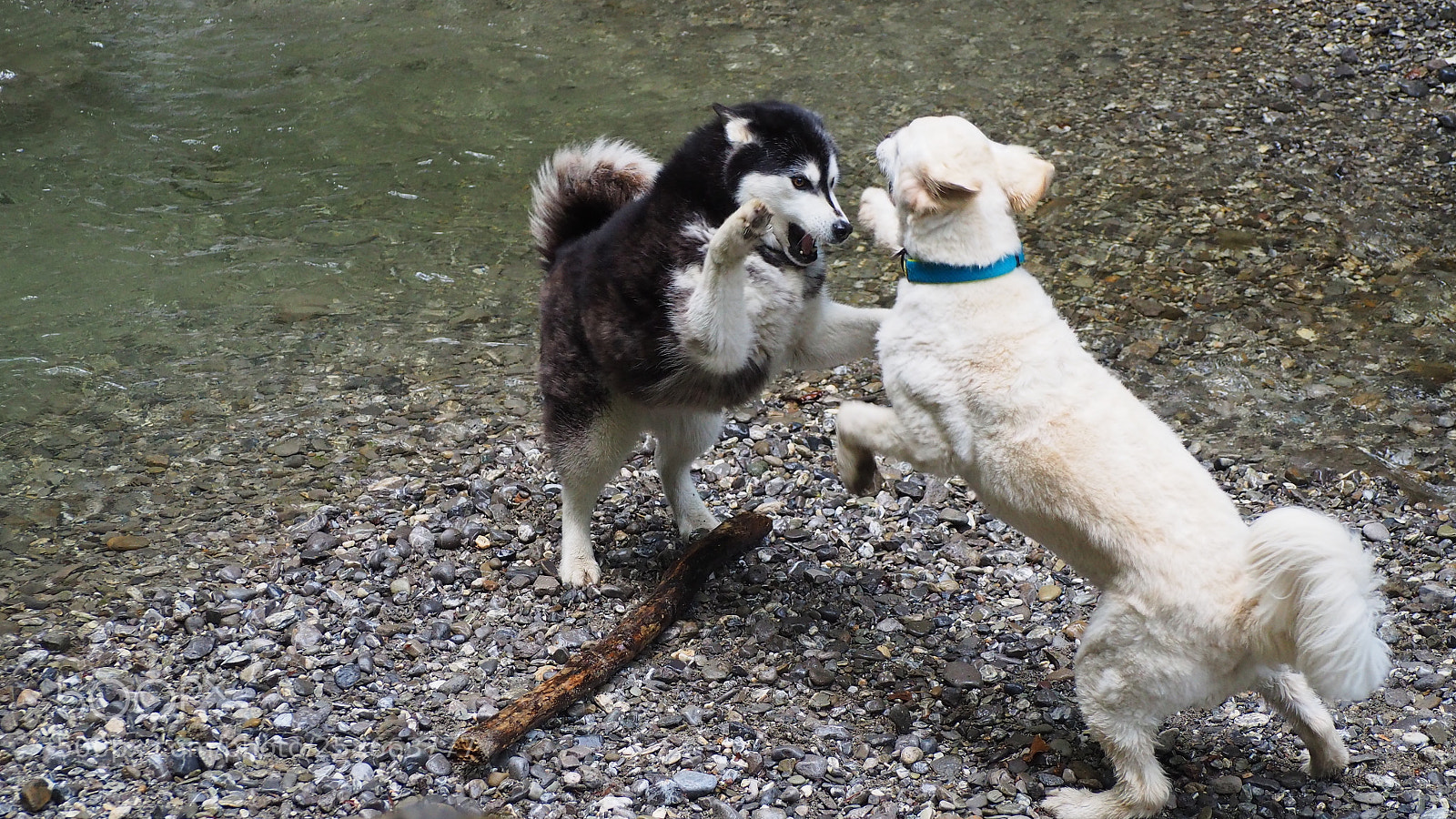Olympus OM-D E-M10 II sample photo. Playing dogs photography