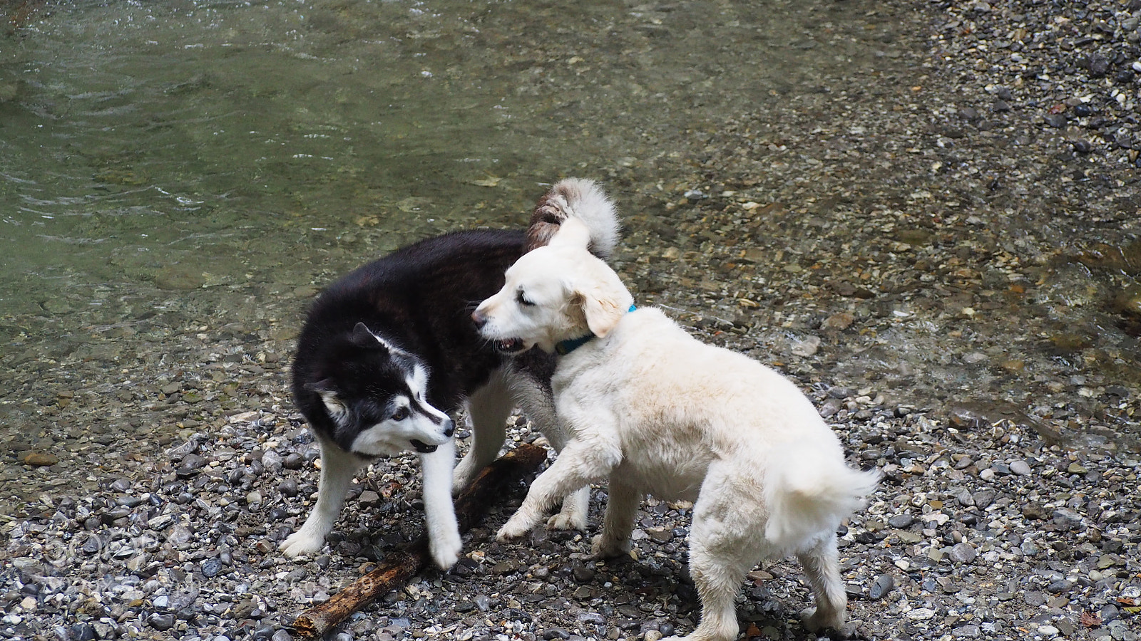 Olympus OM-D E-M10 II sample photo. Playing dogs photography