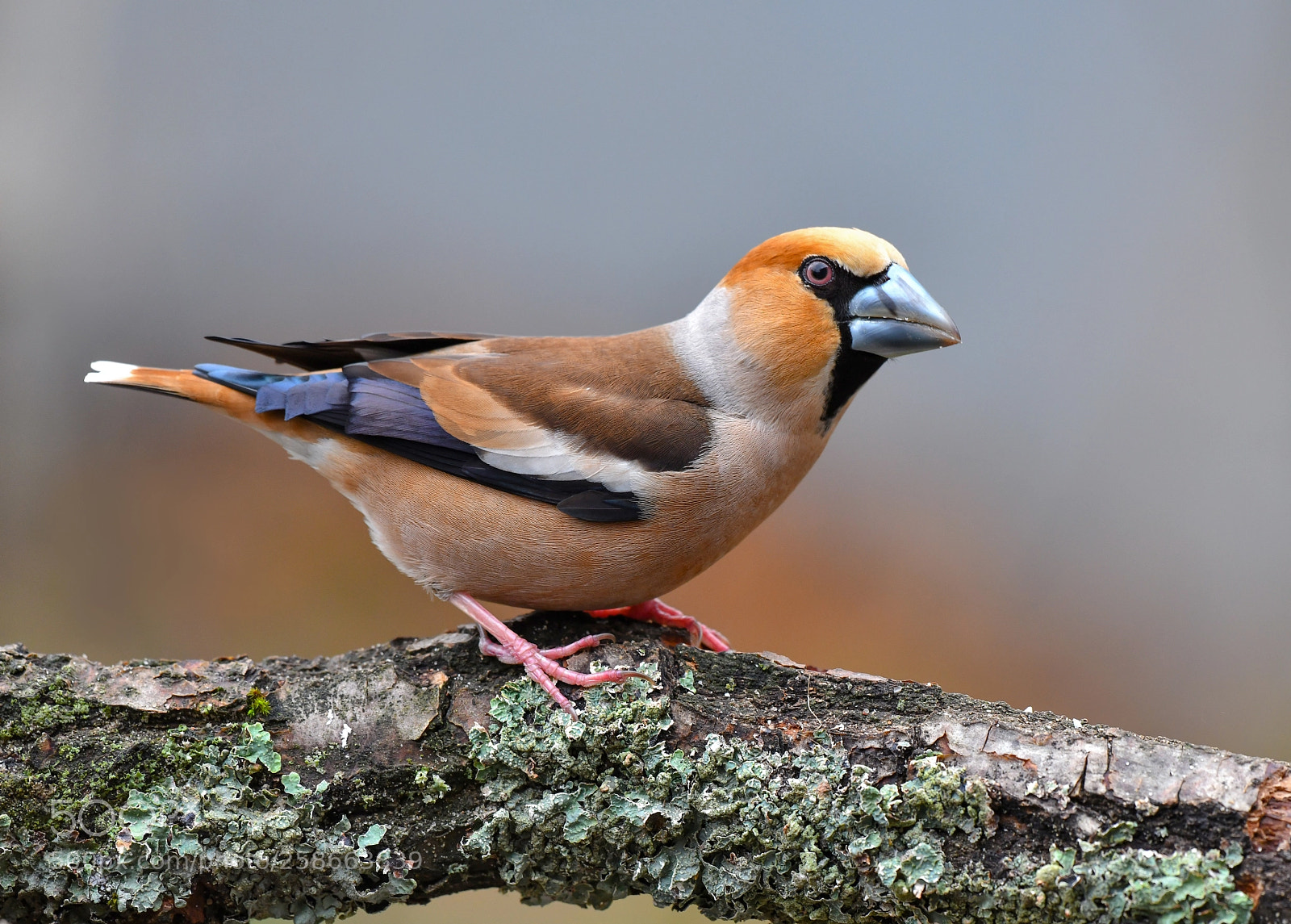 Nikon D850 sample photo. Grosbeak photography