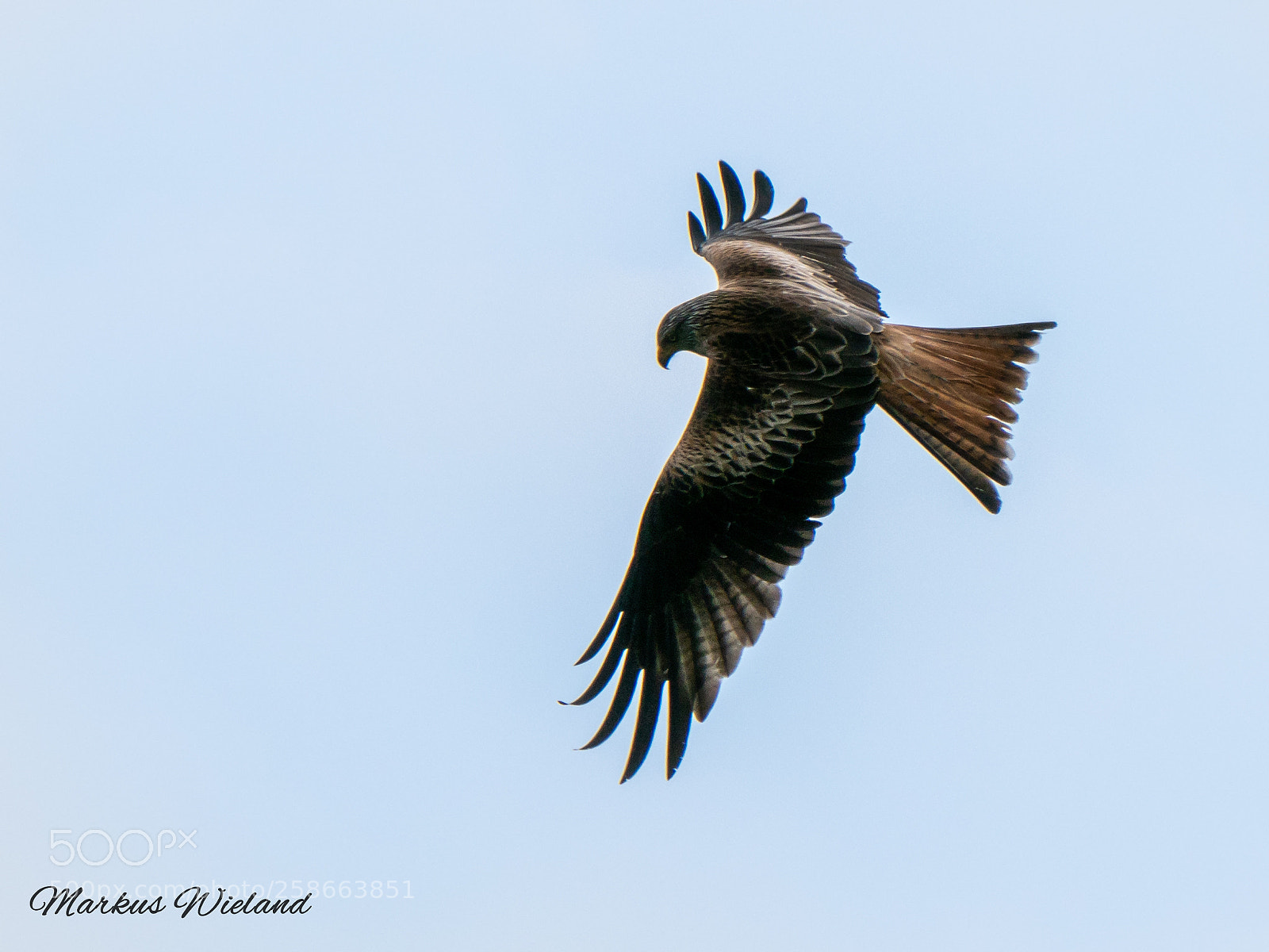 Panasonic Lumix DC-G9 sample photo. Rotmilan bei der jagt photography