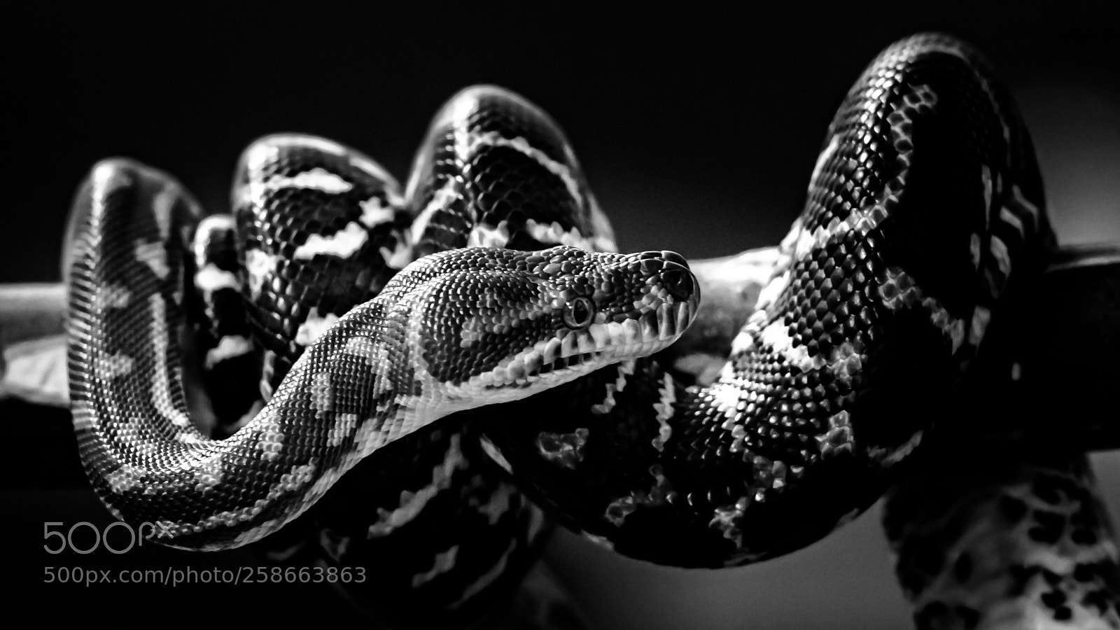 Nikon D810 sample photo. Looking about photography