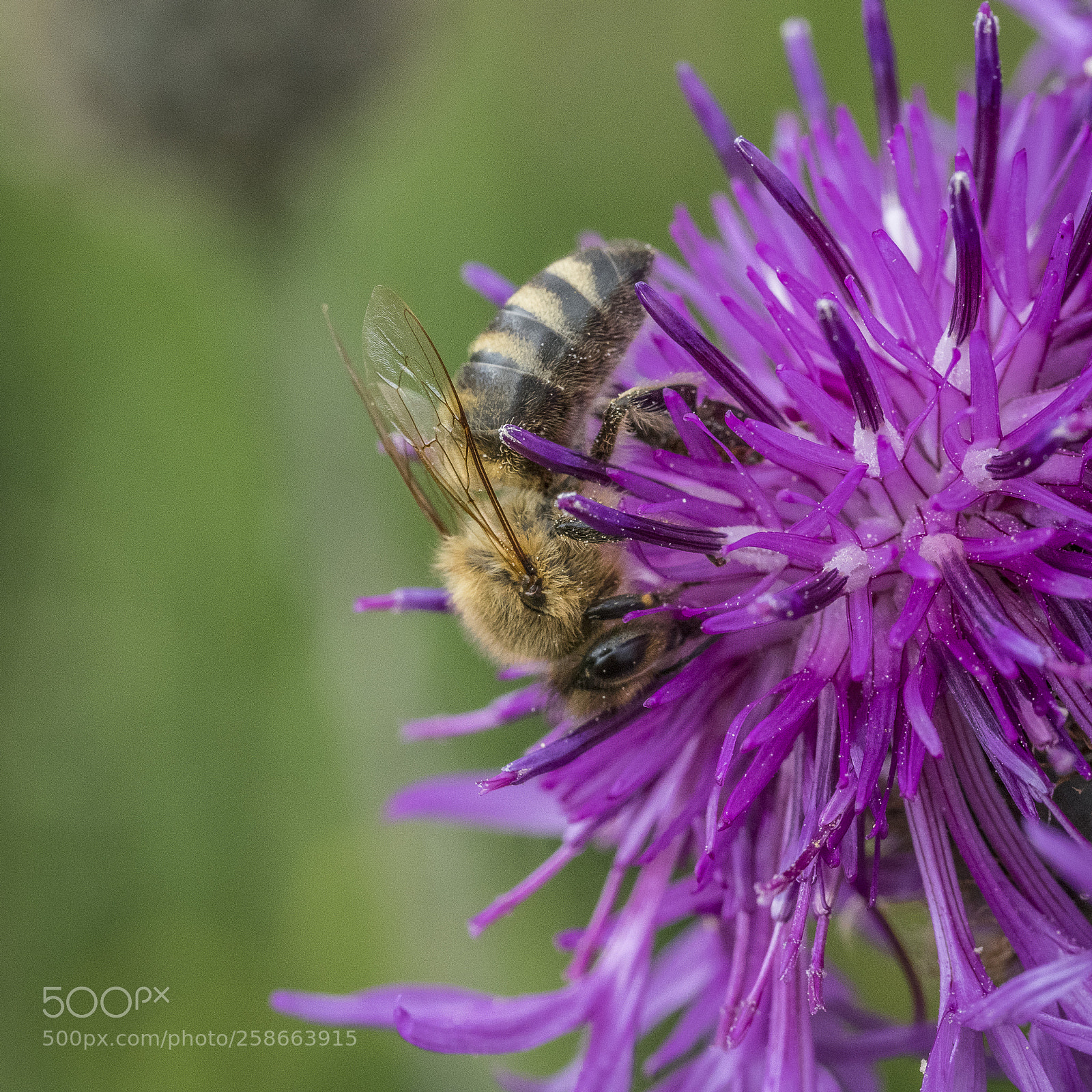 Olympus OM-D E-M1 Mark II sample photo. Bee photography