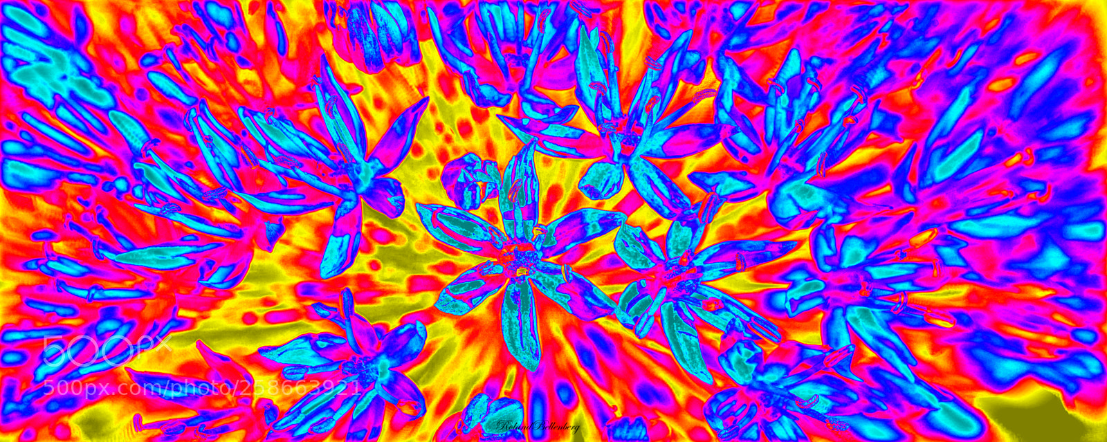 Sony a6000 sample photo. Colored flower photography