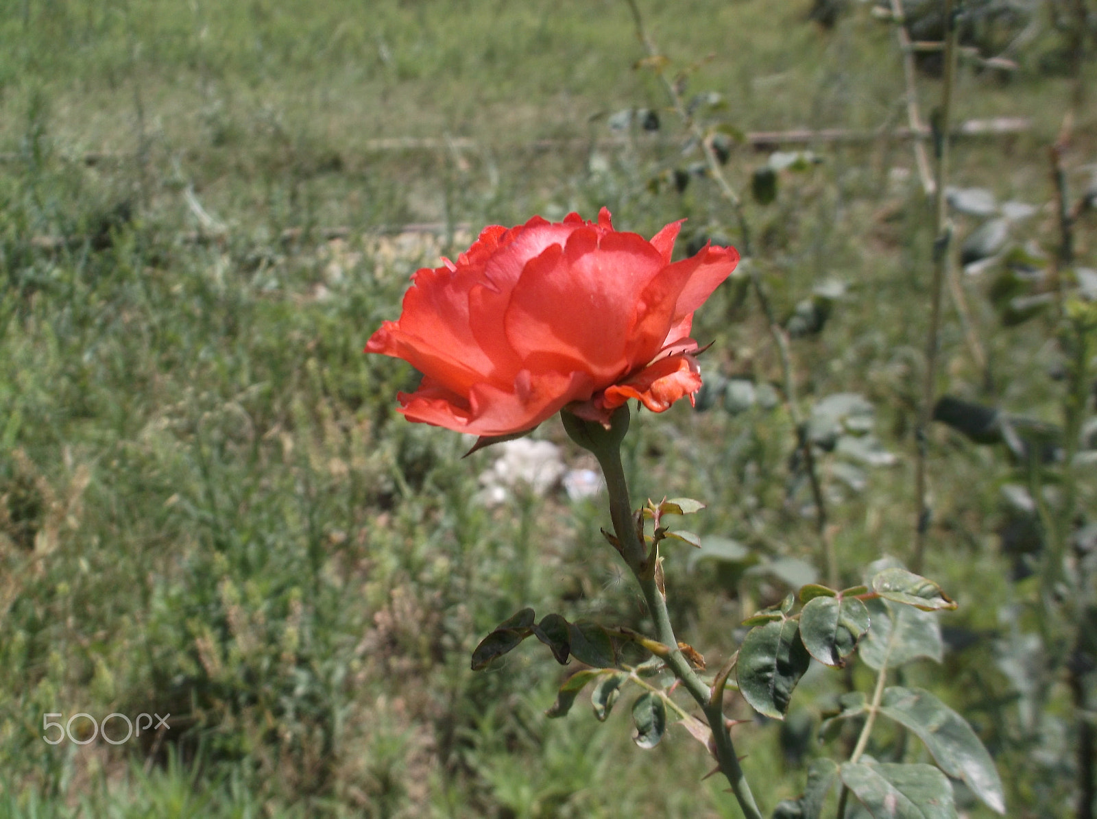 Fujifilm FinePix AX660 sample photo. A rose in garden photography